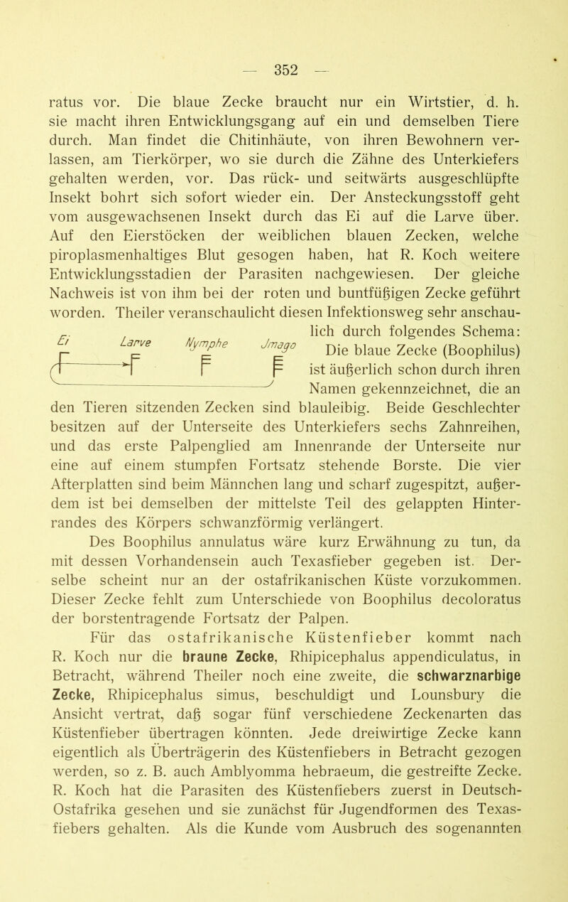 ratus vor. Die blaue Zecke braucht nur ein Wirtstier, d. h. sie macht ihren Entwicklungsgang auf ein und demselben Tiere durch. Man findet die Chitinhäute, von ihren Bewohnern ver- lassen, am Tierkörper, wo sie durch die Zähne des Unterkiefers gehalten werden, vor. Das rück- und seitwärts ausgeschlüpfte Insekt bohrt sich sofort wieder ein. Der Ansteckungsstoff geht vom ausgewachsenen Insekt durch das Ei auf die Larve über. Auf den Eierstöcken der weiblichen blauen Zecken, welche piroplasmenhaltiges Blut gesogen haben, hat R. Koch weitere Entwicklungsstadien der Parasiten nachgewiesen. Der gleiche Nachweis ist von ihm bei der roten und buntfüßigen Zecke geführt worden. Theiler veranschaulicht diesen Infektionsweg sehr anschau- lich durch folgendes Schema: Die blaue Zecke (Boophilus) ist äußerlich schon durch ihren Namen gekennzeichnet, die an den Tieren sitzenden Zecken sind blauleibig. Beide Geschlechter besitzen auf der Unterseite des Unterkiefers sechs Zahnreihen, und das erste Palpenglied am Innenrande der Unterseite nur eine auf einem stumpfen Fortsatz stehende Borste. Die vier Afterplatten sind beim Männchen lang und scharf zugespitzt, außer- dem ist bei demselben der mittelste Teil des gelappten Hinter- randes des Körpers schwanzförmig verlängert. Des Boophilus annulatus wäre kurz Erwähnung zu tun, da mit dessen Vorhandensein auch Texasfieber gegeben ist. Der- selbe scheint nur an der ostafrikanischen Küste vorzukommen. Dieser Zecke fehlt zum Unterschiede von Boophilus decoloratus der borstentragende Fortsatz der Palpen. Für das ostafrikanische Küstenfieber kommt nach R. Koch nur die braune Zecke, Rhipicephalus appendiculatus, in Betracht, während Theiler noch eine zweite, die schwarznarbige Zecke, Rhipicephalus simus, beschuldigt und Lounsbury die Ansicht vertrat, daß sogar fünf verschiedene Zeckenarten das Küstenfieber übertragen könnten. Jede dreiwirtige Zecke kann eigentlich als Überträgerin des Küstenfiebers in Betracht gezogen werden, so z. B. auch Amblyomma hebraeum, die gestreifte Zecke. R. Koch hat die Parasiten des Küstenfiebers zuerst in Deutsch- Ostafrika gesehen und sie zunächst für Jugendformen des Texas- fiebers gehalten. Als die Kunde vom Ausbruch des sogenannten Larve Nymphe Jmago ff F