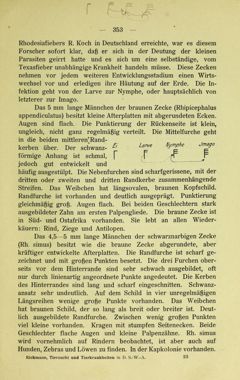 Forscher sofort klar, dag er sich in der Deutung der kleinen Parasiten geirrt hatte und es sich um eine selbständige, vom Texasfieber unabhängige Krankheit handeln müsse. Diese Zecken nehmen vor jedem weiteren Entwicklungsstadium einen Wirts- wechsel vor und erledigen ihre Häutung auf der Erde. Die In- fektion geht von der Larve zur Nymphe, oder hauptsächlich von letzterer zur Imago. Das 5 mm lange Männchen der braunen Zecke (Rhipicephalus appendiculatus) besitzt kleine Afterplatten mit abgerundeten Ecken. Augen sind flach. Die Punktierung der Rückenseite ist klein, ungleich, nicht ganz regelmägig verteilt. Die Mittelfurche geht in die beiden mittleren^Rand- kerben über. Der schwänz- ^ Larve Nymphe Jmego jedoch gut entwickelt und häufig ausgestülpt. Die Nebenfurchen sind scharfgerissene, mit der dritten oder zweiten und dritten Randkerbe zusammenhängende Streifen. Das Weibchen hat längsovalen, braunen Kopfschild. Randfurche ist vorhanden und deutlich ausgeprägt. Punktierung gleichmäßig groß. Augen flach. Bei beiden Geschlechtern stark ausgebildeter Zahn am ersten Palpengliede. Die braune Zecke ist in Süd- und Ostafrika vorhanden. Sie lebt an allen Wieder- käuern: Rind, Ziege und Antilopen. Das 4,5—5 mm lange Männchen der schwarznarbigen Zecke (Rh. simus) besitzt wie die braune Zecke abgerundete, aber kräftiger entwickelte Afterplatten. Die Randfurche ist scharf ge- zeichnet und mit großen Punkten besetzt. Die drei Furchen ober- seits vor dem Hinterrande sind sehr schwach ausgebildet, oft nur durch linienartig angeordnete Punkte angedeutet. Die Kerben des Hinterrandes sind lang und scharf eingeschnitten. Schwanz- ansatz sehr undeutlich. Auf dem Schild in vier unregelmäßigen Längsreihen wenige große Punkte vorhanden. Das Weibchen hat braunen Schild, der so lang als breit oder breiter ist. Deut- lich ausgebildete Randfurche. Zwischen wenig großen Punkten viel kleine vorhanden. Kragen mit stumpfen Seitenecken. Beide Geschlechter flache Augen und kleine Palpenzähne. Rh. simus wird vornehmlich auf Rindern beobachtet, ist aber auch auf Hunden, Zebras und Löwen zu finden. In der Kapkolonie vorhanden. Rickmann, Tierzucht und Tierkrankheiten in D. S.-W.-A. 23 förmige Anhang ist schmal,