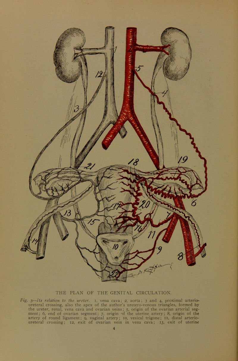 THE PLAN OF THE GENITAL CIRCULATION. Fig. 3—Its relation to the ureter, i, vena cava; 2, aorta; 3 and 4, proximal arterio- ureteral crossing, also the apex of the author’s uretero-venous triangles, formed by the ureter, renal, vena cava and ovarian veins; 5, origin of the ovarian arterial seg- ment; 6, end of ovarian segment; 7, origin of the uterine artery; 8, origin of the artery of round ligament; 9, vaginal artery; 10, vesical trigone; xI, distal arterio- ureteral crossing; 12, exit of ovarian vein in vena cava; 13, exit of uterine