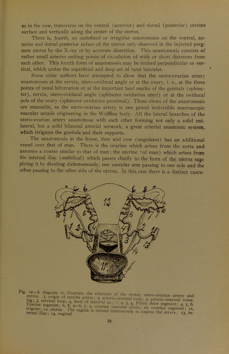 as in the cow, transverse on the ventral (anterior) and dorsal (posterior) uterine surface and vertically along- the center of the uterus. There is, fourth, an undefined or irregular anastomosis on the ventral, an- terior and dorsal posterior stiface of the uterus only observed in the injected preg- nant uterus by the X-ray or by accurate dissection. This anastomosis consists of rather small arteries uniting points of cii culation of wide or short distances from each other. This fourth form of anastomosis may be termed perpendicular or ver- tical, which unites the superficial and deep set of rami laterales. Some older authors have attempted to show that the utero-ovarian artery anastomoses at the cervix, utero-oviducal angle or at the ovary, i. e., at the three points of usual bifurcation or at the important land marks of the genitals (sphinc- ter), cervix, utero-oviducal angle (sphincter oy-iductus uteri) or at the oviducal pole of the ovary (sphincter oviduetus proximal). These views of the anastomosis are untenable, as the utero-ovarian artery is one grand indivisible macroscopic vascular arcade originating in the Wolffian body. All the lateral branches of the utero-ovarian artery anastomose with each other forming not only a solid uni- lateral, but a solid bilateral arterial network, a great arterial anastomic system, which irrigates the genitals and their supports. The anastomosis in the horse, deer and cow (ungulates) has an additional vessel over that of man. There is the ovarian which arises from the aorta and assumes a course similar to that of man 5 the uterine ^of man) which arises from the internal iliac (umbilical) which passes chiefly to the horn of the uterus sup- plying it by dividing dichotomously, one vascular arm passing to one side and the other passing to the other side of the uterus. In this case there is a distinct vascu- 'Si