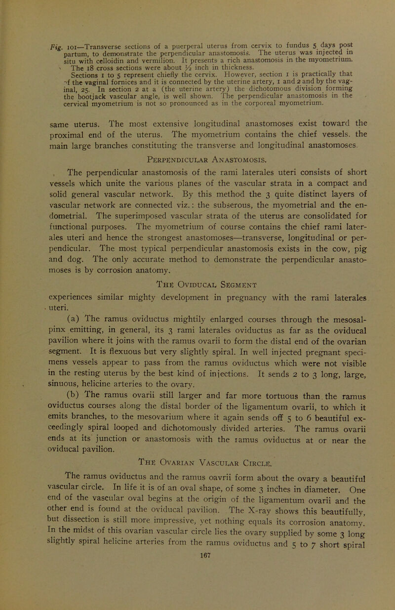 Fig. ioi—Transverse sections of a puerperal uterus from cervix to fundus 5 days post parturn, to demonstrate the perpendicular anastomosis. The uterus was injected in situ with celloidin and vermilion. It presents a rich anastomosis in the myometrium. ' The 18 cross sections were about l/2 inch in thickness. Sections 1 to 5 represent chiefly the cervix. However, section 1 is practically that -xf the vaginal fornices and it is connected by the uterine artery, 1 and 2 and by the vag- inal, 25. In section 2 at a (the uterine artery) the dichotomous division forming the bootjack vascular angle, is well shown. The perpendicular anastomosis in the cervical myometrium is not so pronounced as in the corporeal myometrium. same uterus. The most extensive longitudinal anastomoses exist toward the proximal end of the uterus. The myometrium contains the chief vessels, the main large branches constituting the transverse and longitudinal anastomoses. Perpendicular Anastomosis. The perpendicular anastomosis of the rami laterales uteri consists of short vessels which unite the various planes of the vascular strata in a compact and solid general vascular network. By this method the 3 quite distinct layers of vascular network are connected viz.: the subserous, the myometrial and the en- dometrial. The superimposed vascular strata of the uterus are consolidated for functional purposes. The myometrium of course contains the chief rami later- ales uteri and hence the strongest anastomoses—transverse, longitudinal or per- pendicular. The most typical perpendicular anastomosis exists in the cow, pig and dog. The only accurate method to demonstrate the perpendicular anasto- moses is by corrosion anatomy. The Oviducal Segment experiences similar mighty development in pregnancy with the rami laterales • uteri. (a) The ramus oviductus mightily enlarged courses through the mesosal- pinx emitting, in general, its 3 rami laterales oviductus as far as the oviducal pavilion where it joins with the ramus ovarii to form the distal end of the ovarian segment. It is flexuous but very slightly spiral. In well injected pregnant speci- mens vessels appear to pass from the ramus oviductus which were not visible in the resting uterus by the best kind of injections. It sends 2 to 3 long, large, sinuous, helicine arteries to the ovary. (b) The ramus ovarii still larger and far more tortuous than the ramus oviductus courses along the distal border of the ligamentum ovarii, to which it emits branches, to the mesovarium where it again sends off 5 to 6 beautiful ex- ceedingly spiral looped and dichotomously divided arteries. The ramus ovarii ends at its junction or anastomosis with the ramus oviductus at or near the oviducal pavilion. The Ovarian Vascular Circle. The ramus oviductus and the ramus oavrii form about the ovary a beautiful vascular circle. In life it is of an oval shape, of some 3 inches in diameter. One end of the vascular oval begins at the origin of the ligamentum ovarii and the other end is found at the oviducal pavilion. The X-ray shows this beautifully, but dissection is still more impressive, yet nothing equals its corrosion anatomy! In the midst of this ovarian vascular circle lies the ovary supplied by some 3 long slightly spiral helicine arteries from the ramus oviductus and 5 to 7 short spiral