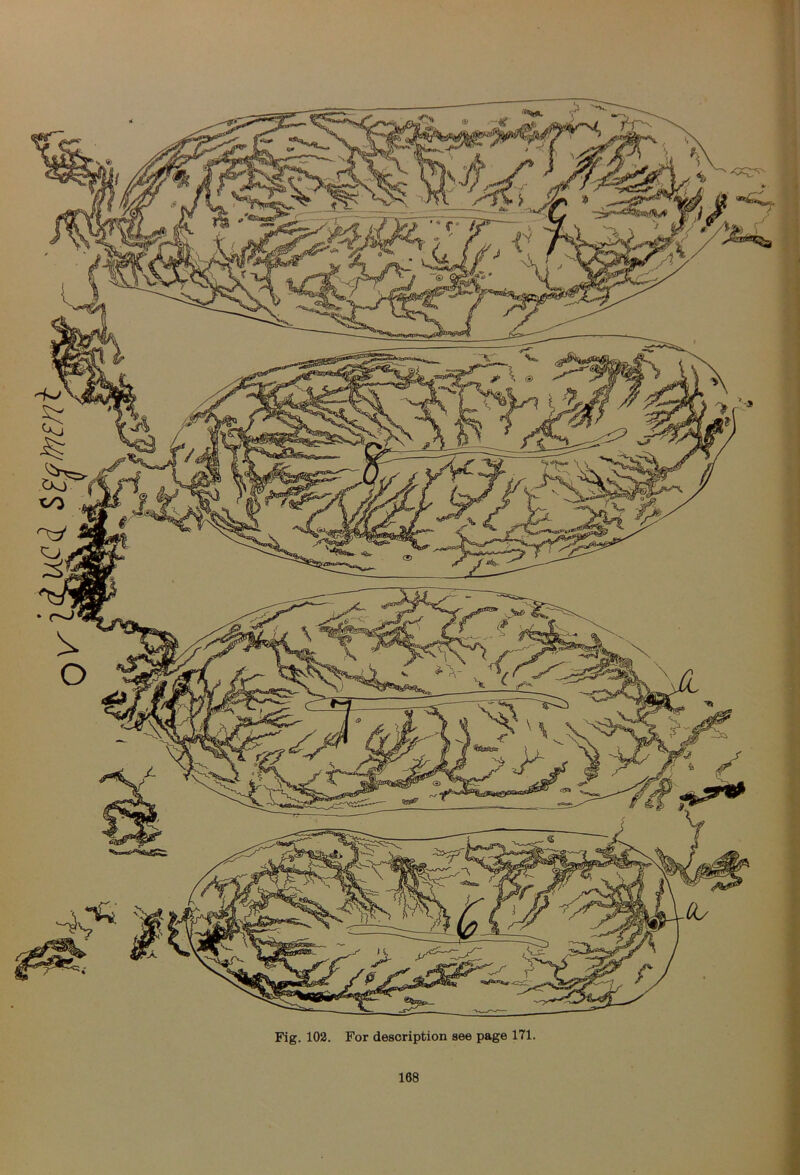 Fig. 102. For description see page 171. .