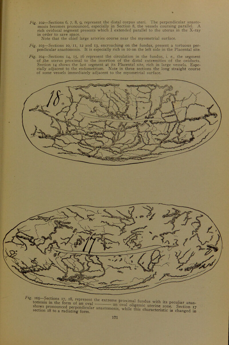 Fig. 102—Sections 6, 7, 8, 9, represent the distal corpus uteri. The perpendicular anasto- mosis becomes pronounced, especially in Section 8, the vessels coursing parallel. A rich oviducal segment presents which I extended parallel to the uterus in the X-ray in order to save space. Note that the chief large arteries course near the myometrial surface. Fig. 103—Sections 10, 11, 12 and 13, encroaching on the fundus, present a tortuous per- pendicular anastomosis. It is especially rich in 10 on the left side in the Placental site. Fig. 104—Sections 14, 15, 16 represent the circulation in the fundus, i. e., the segment of .the uterus proximal to the insertion of the distal extremities of the oviducts. Section 14 shows the last segment at its Placental site, rich in large vessels. Espe- cially adjacent to the endometrium. Note in these sections the long straight course of some vessels immediately adjacent to the myometrial surface. F’S'torLfsInX tlK Pro,;i71 *»»*» its peculiar ar shows pronounced perpendicular anastomoses wh;i°utenne. zone- Section section 18 to a radiating foim anasto™s>s, while this characteristic is changed