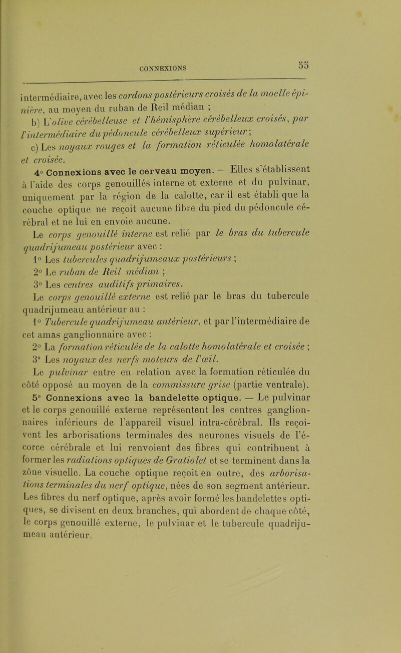 intermédiaire, avec les cordons postérieurs croisés de la moelle épi- nière, au moyen du ruban de Reil médian ; b) L'olive cérébelleuse et l’hémisphère cérébelleux croisés, par f intermédiaire du pédoncule cérébelleux supérieur-, c.) Les noyaux rouges et la formation réticulée homolatérale et croisée. 4° Connexions avec le cerveau moyen. — Llles s établissent à l'aide des corps genouillés interne et externe et du pulvinar, uniquement par la région de la calotte, car il est établi que la couche optique ne reçoit aucune fibre du pied du pédoncule cé- rébral et ne lui en envoie aucune. Le corps genouillé interne est relié par le bras du tubercule quadrijumeau postérieur avec : 1° Les tubercules quadrijumeaux postérieurs ; 2° Le ruban de Reil médian ; 3° Les centres auditifs primaires. Le corps genouillé externe est relié par le bras du tubercule quadrijumeau antérieur au : 1° Tubercule quadrijumeau antérieur, et par l’intermédiaire de cet amas ganglionnaire avec : 2° La formation réticulée de la calotte homolatérale et croisée ; 3° Les noyaux des nerfs moteurs de l'œil. Le pulvinar entre en relation avec la formation réticulée du côté opposé au moyen de la commissure grise (partie ventrale). 5° Connexions avec la bandelette optique. — Le pulvinar et le corps genouillé externe représentent les centres ganglion- naires inférieurs de l'appareil visuel intra-cérébral. Ils reçoi- vent les arborisations terminales des neurones visuels de l’é- corce cérébrale et lui renvoient des fibres qui contribuent à former les radiations optiques de Gratiolet et se terminent dans la zone visuelle. La couche optique reçoit en outre, des arborisa- tions terminales du nerf optique, nées de son segment antérieur. Les fibres du nerf optique, après avoir formé les bandelettes opti- ques, se divisent en deux branches, qui abordent de chaque côté, le corps genouillé externe, le pulvinar et le tubercule quadriju- meau antérieur.