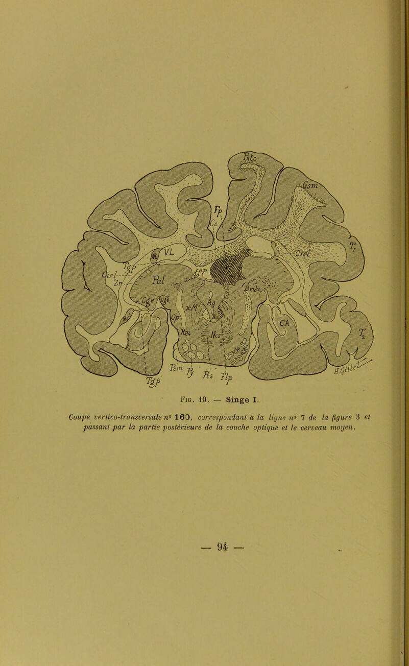 Coupe verlico-transversale n° 160, correspondant à la ligne n° 7 de la figure 3 et passant par la partie postérieure de la couche optique et te cerveau moyen.