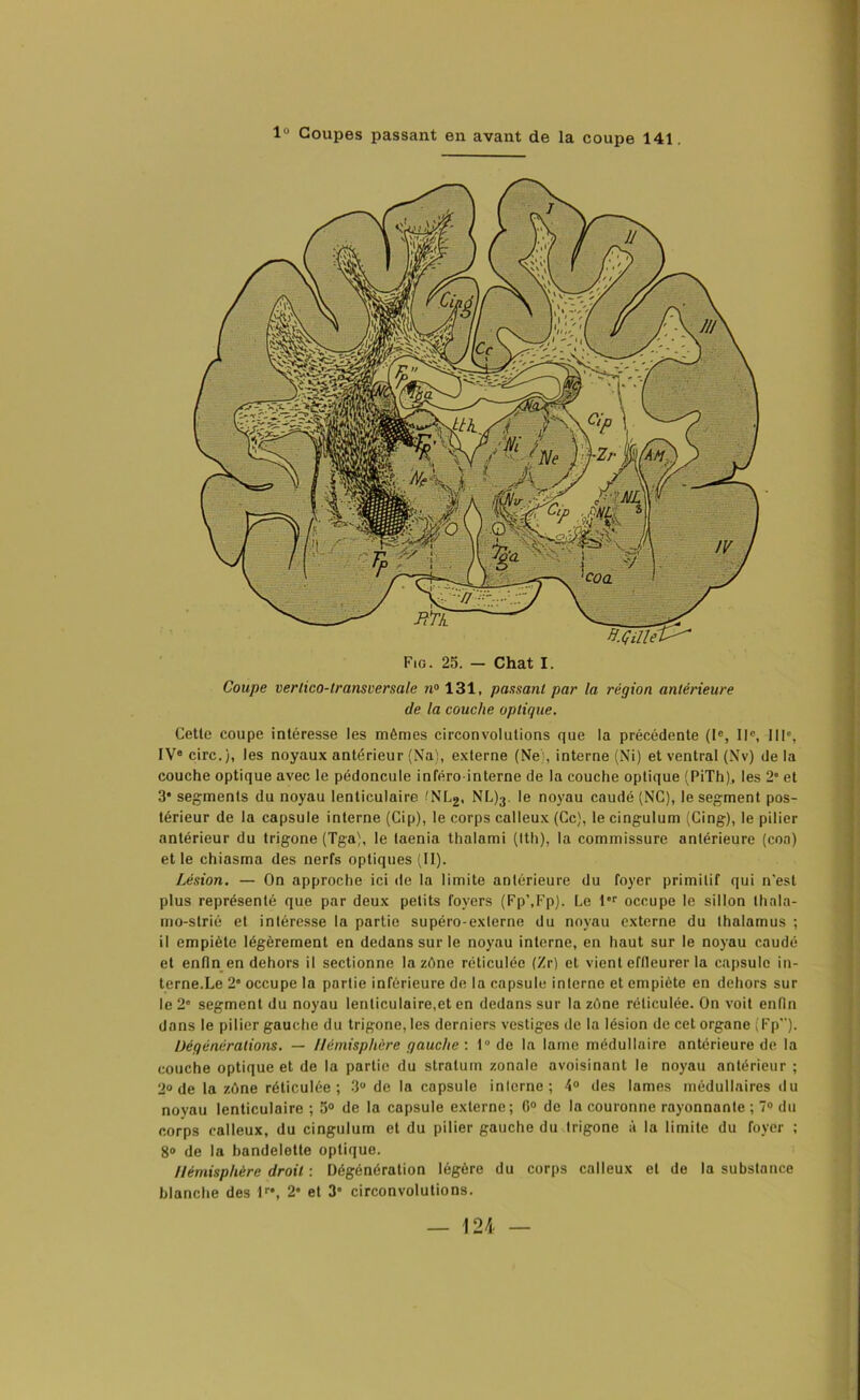 Coupe vertico-lransversale n° 131, pansant par la région antérieure de la couche optique. Cette coupe intéresse les mêmes circonvolutions que la précédente (Ie, IIe, 111e, IVe cire.), les noyaux antérieur (Na), externe (Ne), interne (Ni) et ventral (Nv) de la couche optique avec le pédoncule inféro-interne de la couche optique (PiTh), les 2' et 3* segments du noyau lenticulaire fNL2, NL)3. le noyau caudé (NC), le segment pos- térieur de la capsule interne (Cip), le corps calleux (Ce), le cingulum (Cing), le pilier antérieur du trigone (Tga), le taenia thalami (Ith), la commissure antérieure (coa) et le chiasma des nerfs optiques (II). Lésion. — On approche ici de la limite antérieure du foyer primitif qui n'est plus représenté que par deux petits foyers (Fp’.Fp). Le 1er occupe le sillon thola- mo-strié et intéresse la partie supéro-externe du noyau externe du thalamus ; il empiète légèrement en dedans sur le noyau interne, en haut sur le noyau caudé et enfin en dehors il sectionne lazène réticulée (Zr) et vient effleurer la capsule in- terne.Le 2e occupe la partie inférieure de la capsule interne et empiète en dehors sur le 2” segment du noyau lenticulaire,et en dedans sur lazène réticulée. On voit enfin dans le pilier gauche du trigone, les derniers vestiges de la lésion de cet organe (Fp”). Dégénérations. — Hémisphère gauche : 1° de la lame médullaire antérieure de la couche optique et de la partie du stratum zonale avoisinant le noyau antérieur ; 2° de la zône réticulée; 3“ de la capsule interne; 4° des lames médullaires du noyau lenticulaire ; 3° de la capsule externe; 6° de la couronne rayonnante ; 7° du corps calleux, du cingulum et du pilier gauche du trigone à la limite du foyer ; 8» de la bandelette optique. Hémisphère droit : Dégénération légère du corps calleux et de la substance blanche des lr*, 2* et 3” circonvolutions.