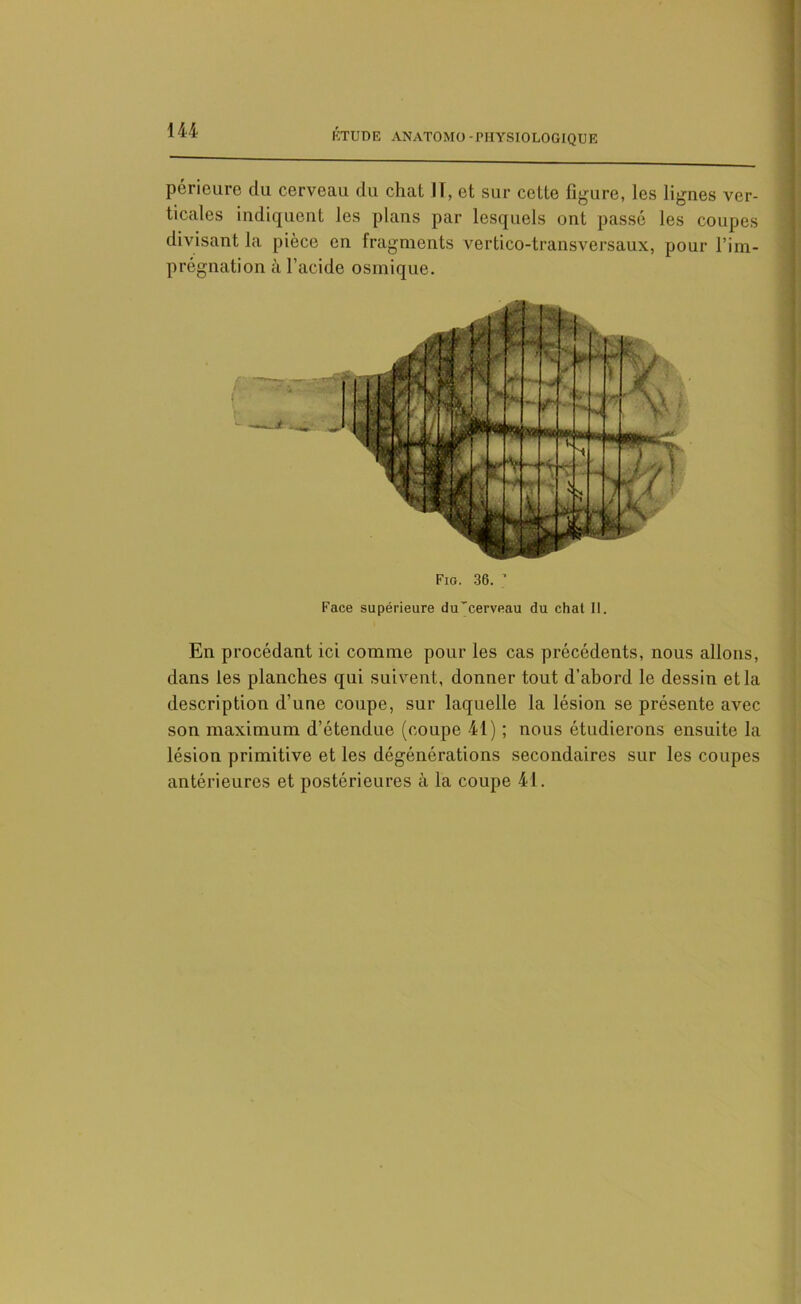 périeure da cerveau du chat 11, et sur cette figure, les lignes ver- ticales indiquent les plans par lesquels ont passé les coupes divisant la pièce en fragments vertico-transversaux, pour l’im- prégnation à l’acide osmique. Face supérieure du'cerveau du chat II. En procédant ici comme pour les cas précédents, nous allons, dans les planches qui suivent, donner tout d’abord le dessin et la description d’une coupe, sur laquelle la lésion se présente avec son maximum d’étendue (coupe 41) ; nous étudierons ensuite la lésion primitive et les dégénérations secondaires sur les coupes antérieures et postérieures à la coupe 41.