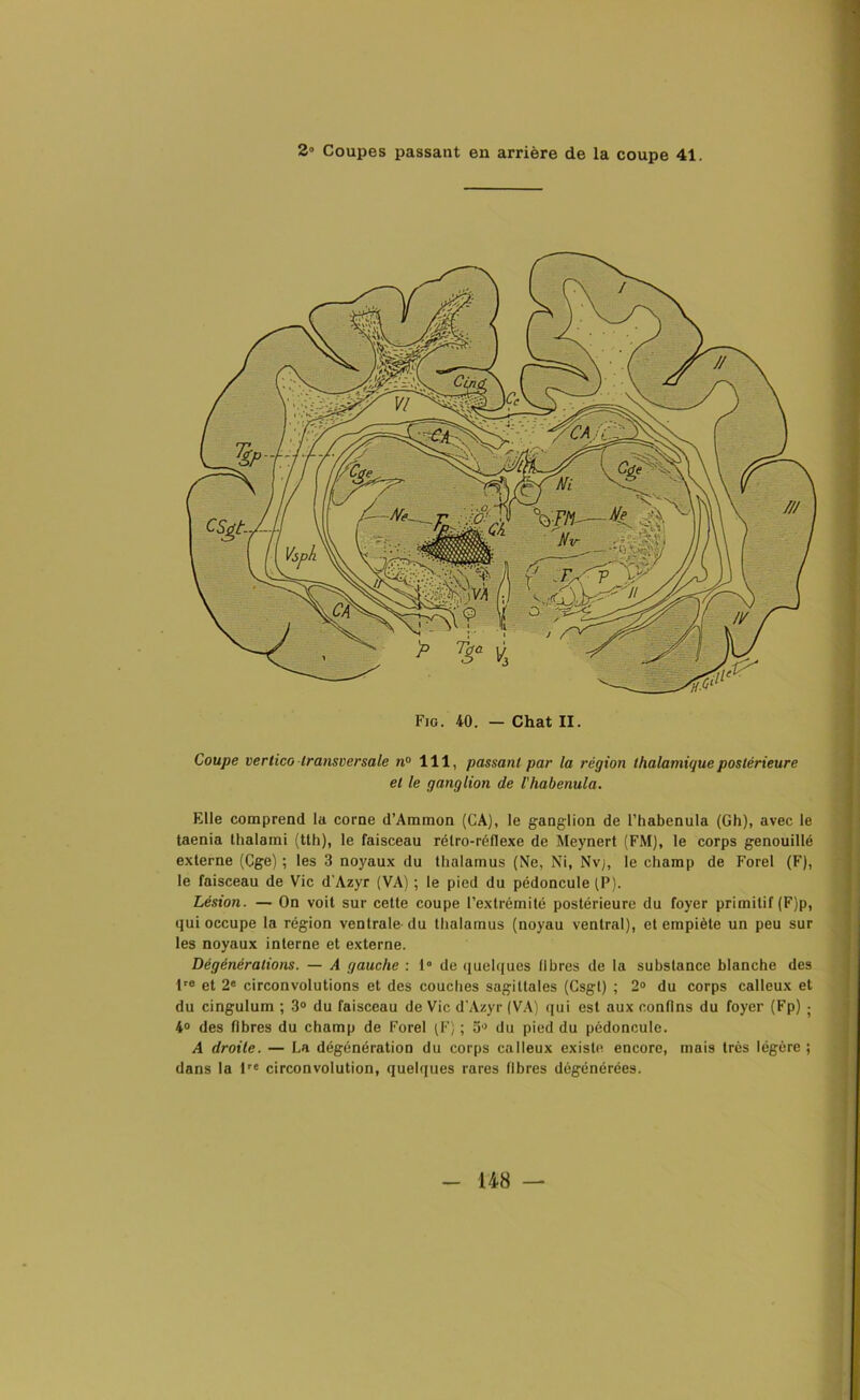 Fie. 40. — Chat II. Coupe verlico transversale n° 111, passant par la région ihalamique postérieure et le ganglion de l'habenula. Elle comprend la corne d’Ammon (CA), le ganglion de l’habenula (Gh), avec le taenia thalami (tth), le faisceau rélro-réflexe de Meynert (FM), le corps genouillé externe (Cge) ; les 3 noyaux du thalamus (Ne, Ni, Nvj, le champ de Forel (F), le faisceau de Vie d'Azyr (VA) ; le pied du pédoncule (P). Lésion. — On voit sur cette coupe l’extrémité postérieure du foyer primitif (F)p, qui occupe la région ventrale du thalamus (noyau ventral), et empiète un peu sur les noyaux interne et externe. Dégénéralions. — A gauche : 1° de quelques libres de la substance blanche des lre et 2e circonvolutions et des couches sagittales (Csgl) ; 2° du corps calleux et du cingulum ; 3° du faisceau de Vie d'Azyr (VA) qui est aux confins du foyer (Fp) ; 4° des fibres du champ de Forel (F) ; 3° du pied du pédoncule. A droite. — La dégénération du corps calleux existe encore, mais très légère ; dans la lre circonvolution, quelques rares libres dégénérées.