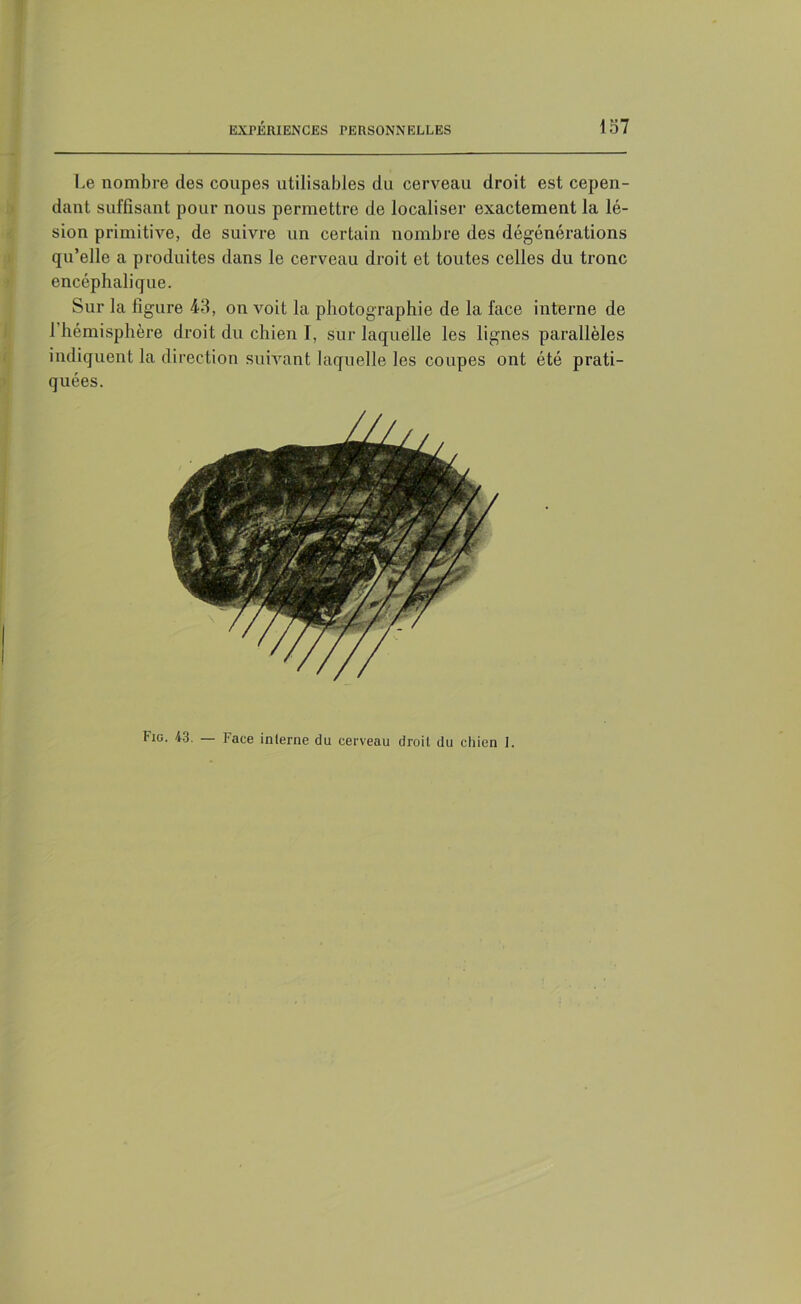 Le nombre des coupes utilisables du cerveau droit est cepen- dant suffisant pour nous permettre de localiser exactement la lé- sion primitive, de suivre un certain nombre des dégénérations qu’elle a produites dans le cerveau droit et toutes celles du tronc encéphalique. Sur la figure 43, on x^oit la photographie de la face interne de 1 hémisphère droit du chien I, sur laquelle les lignes parallèles indiquent la direction suivant laquelle les coupes ont été prati- quées. Fig. 43. — Face interne du cerveau droit du chien 1.