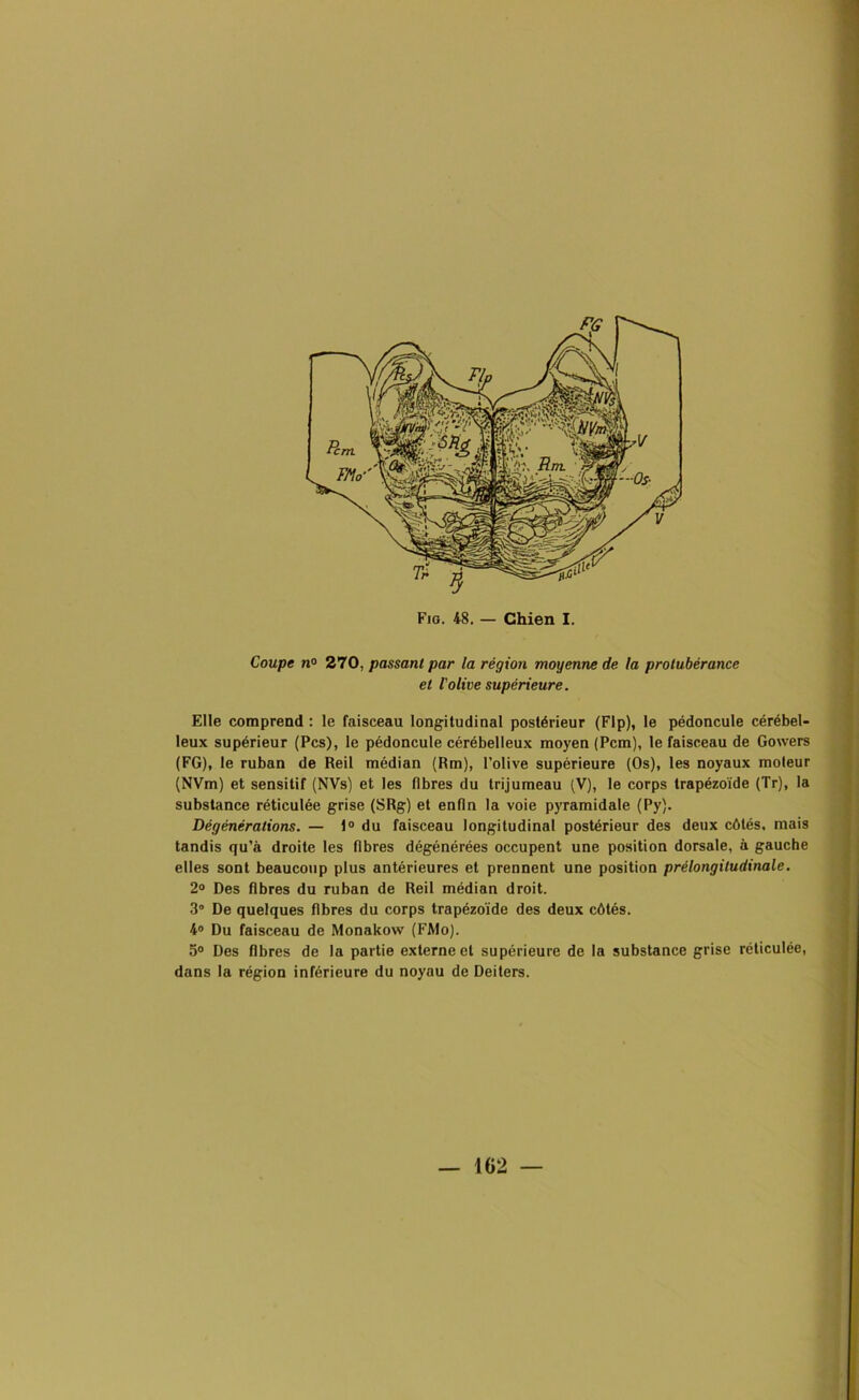 Coupe n° 270, passant par la région moyenne de la protubérance et l'olive supérieure. Elle comprend : le faisceau longitudinal postérieur (Flp), le pédoncule cérébel- leux supérieur (Pcs), le pédoncule cérébelleux moyen (Pcm), le faisceau de Gowers (FG), le ruban de Reil médian (Rm), l’olive supérieure (Os), les noyaux moteur (NVm) et sensitif (NVs) et les libres du trijumeau (V), le corps trapézoïde (Tr), la substance réticulée grise (SRg) et enfin la voie pyramidale (Py). Dégénérations. — 1° du faisceau longitudinal postérieur des deux côtés, mais tandis qu’à droite les fibres dégénérées occupent une position dorsale, à gauche elles sont beaucoup plus antérieures et prennent une position prélongitudinale. 2° Des fibres du ruban de Reil médian droit. 3° De quelques fibres du corps trapézoïde des deux côtés. 4° Du faisceau de Monakow (FMo). 5° Des fibres de la partie externe et supérieure de la substance grise réticulée, dans la région inférieure du noyau de Deiters.