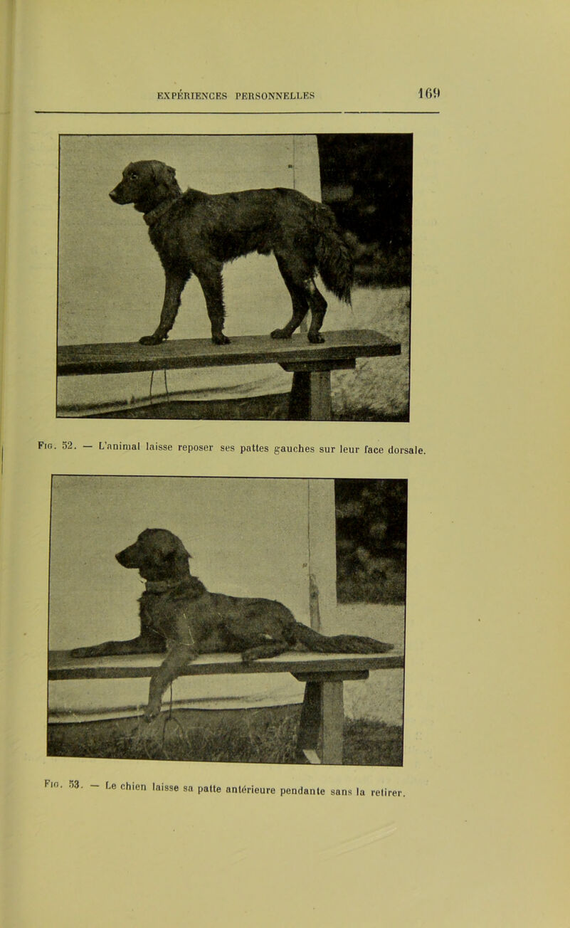 Fig. 52. — L’animal laisse reposer ses pattes gauches sur leur face dorsale. Fio. 53. — Le chien laisse sa patte antérieure pendante sans la retirer.