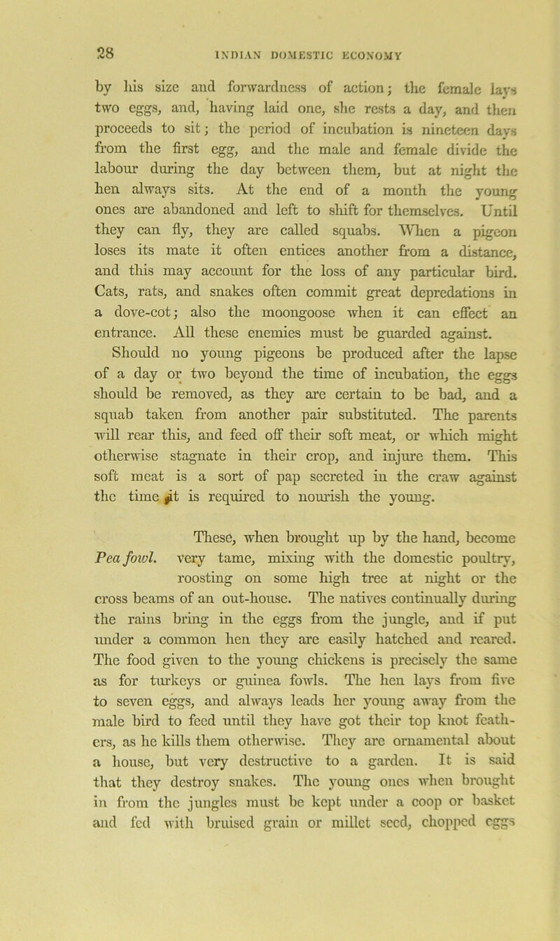 by liis size and forwardness of action; tlie female lavs two eggs, and, having laid one, she rests a day, and then proceeds to sit; the period of incubation is nineteen days from the first egg, and the male and female divide the labour during the day between them, but at night the hen always sits. At the end of a month the young ones are abandoned and left to sliift for themselves. Until they can fly, they are called squabs. Wlien a pigeon loses its mate it often entices another from a distance, and tliis may account for the loss of any particular bird. Cats, rats, and snakes often commit great depredations in a dove-cot; also the moongoose when it can effect an entrance. All these enemies must be guarded against. Should no yoimg pigeons be produced after the lapse of a day or two beyond the time of incubation, the eggs should be removed, as they are certain to be bad, and a squab taken from another pair substituted. The parents •udll rear this, and feed off their soft meat, or which might otherwise stagnate in their crop, and injm’e them. This soft meat is a sort of pap secreted in the craw against the time ^t is required to nourish the young. These, when brought up by the hand, become Pea foiol. very tame, mixing with the domestic poultry, roosting on some high tree at night or the cross beams of an out-house. The natives continually during the rains bring in the eggs from the jungle, and if put mider a common hen they are easily hatched and reared. The food given to the young chickens is precisely the same as for turkeys or guinea fowls. The hen lays from five to seven eggs, and always leads her young away from the male bird to feed until they have got their top knot feath- ers, as he kills them otherwise. They are ornamental about a house, but very destructive to a garden. It is said that they destroy snakes. The young ones when brought in from the jungles must be kept under a coop or basket and fed with bruised grain or millet seed, chopped eggs