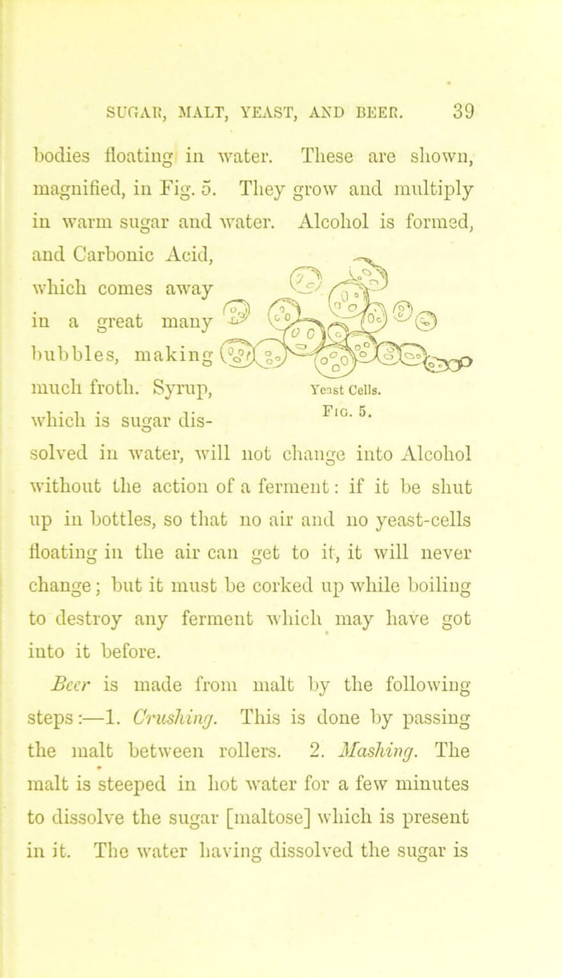 bodies floating in water. These are shown, magnified, in Fig. 5. They grow and multiply in warm sugar and water. Alcohol is formed, and Carbonic Acid, which comes away © in a great many bubbles, making much froth. Syrup, which is sugar dis- Yeast Cells. Fig. 5. solved in water, will not change into Alcohol without the action of a ferment: if it be shut up in bottles, so that no air and no yeast-cells floating in the air can get to it, it will never change; but it must be corked up while boiling to destroy any ferment which may have got into it before. Beer is made from malt by the following- steps :—1. Crushing. This is done by passing the malt between rollers. 2. Mashing. The malt is steeped in hot water for a few minutes to dissolve the sugar [maltose] which is present in it. The water having dissolved the sugar is