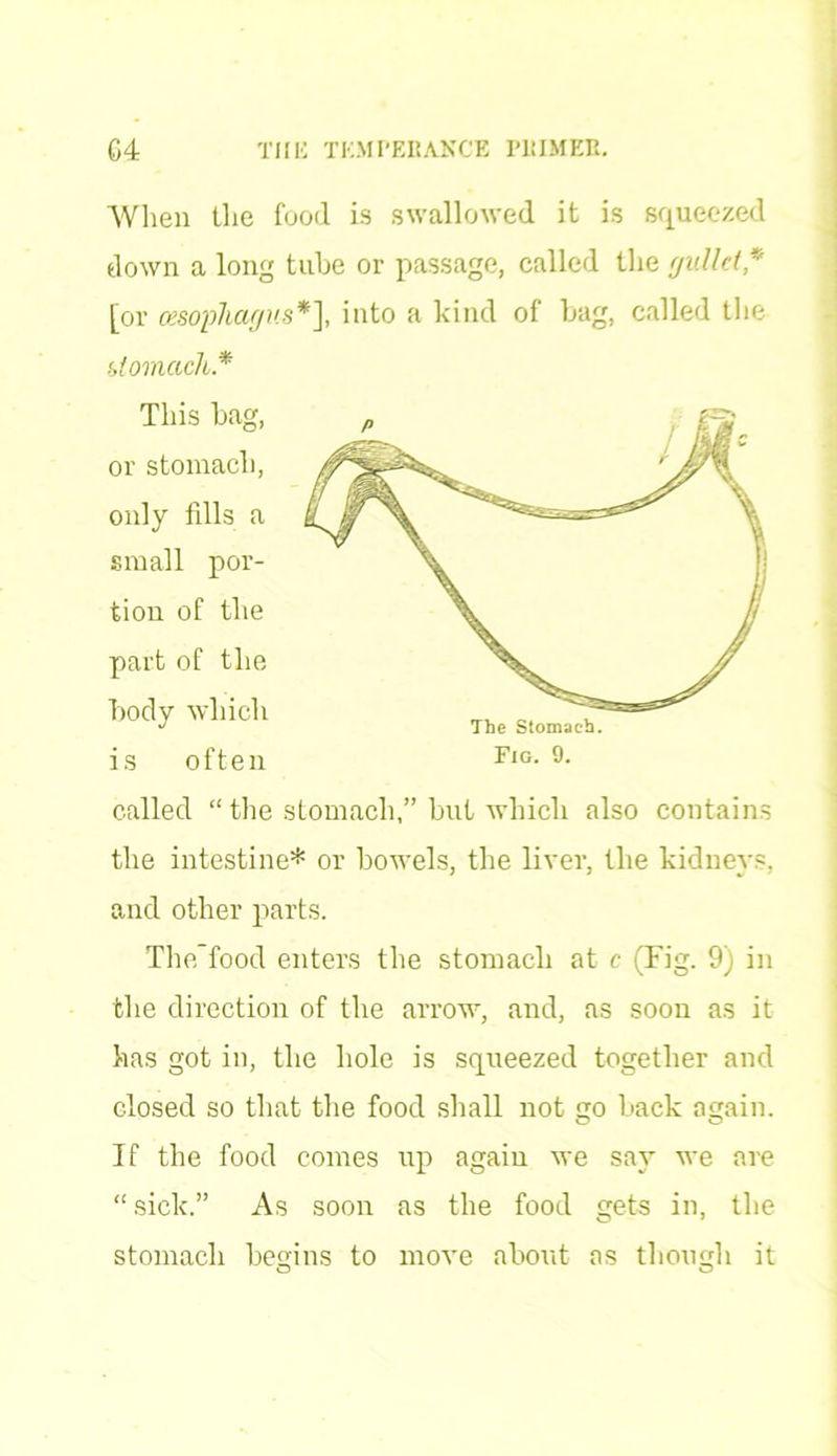 When the food is swallowed it is squeezed down a long tube or passage, called the guild* [or oesophagus*], into a kind of bag, called the stomach* called “the stomach,” but which also contains the intestine* or bowels, the liver, the kidneys, and other parts. The’food enters the stomach at c (Fig. 9) in the direction of the arrow, and, as soon as it has got in, the hole is squeezed together and closed so that the food shall not go back again. If the food comes up again we say we are “sick.” As soon as the food gets in, the stomach begins to move about as though it o o