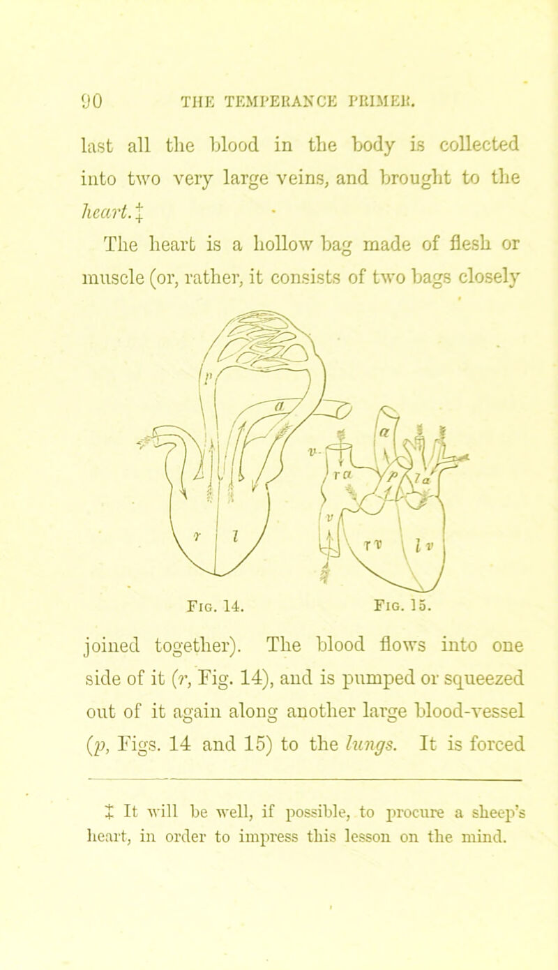 last all the blood in the body is collected into two very large veins, and brought to the heart. + The heart is a hollow bag made of flesh or muscle (or, rather, it consists of two bags closely joined together). The blood flows into one side of it (r, Fig. 14), and is pumped or squeezed out of it again along another large blood-vessel (p, Figs. 14 and 15) to the lungs. It is forced + It will be well, if possible, to procure a sheep’s heart, in order to impress this lesson on the mind.