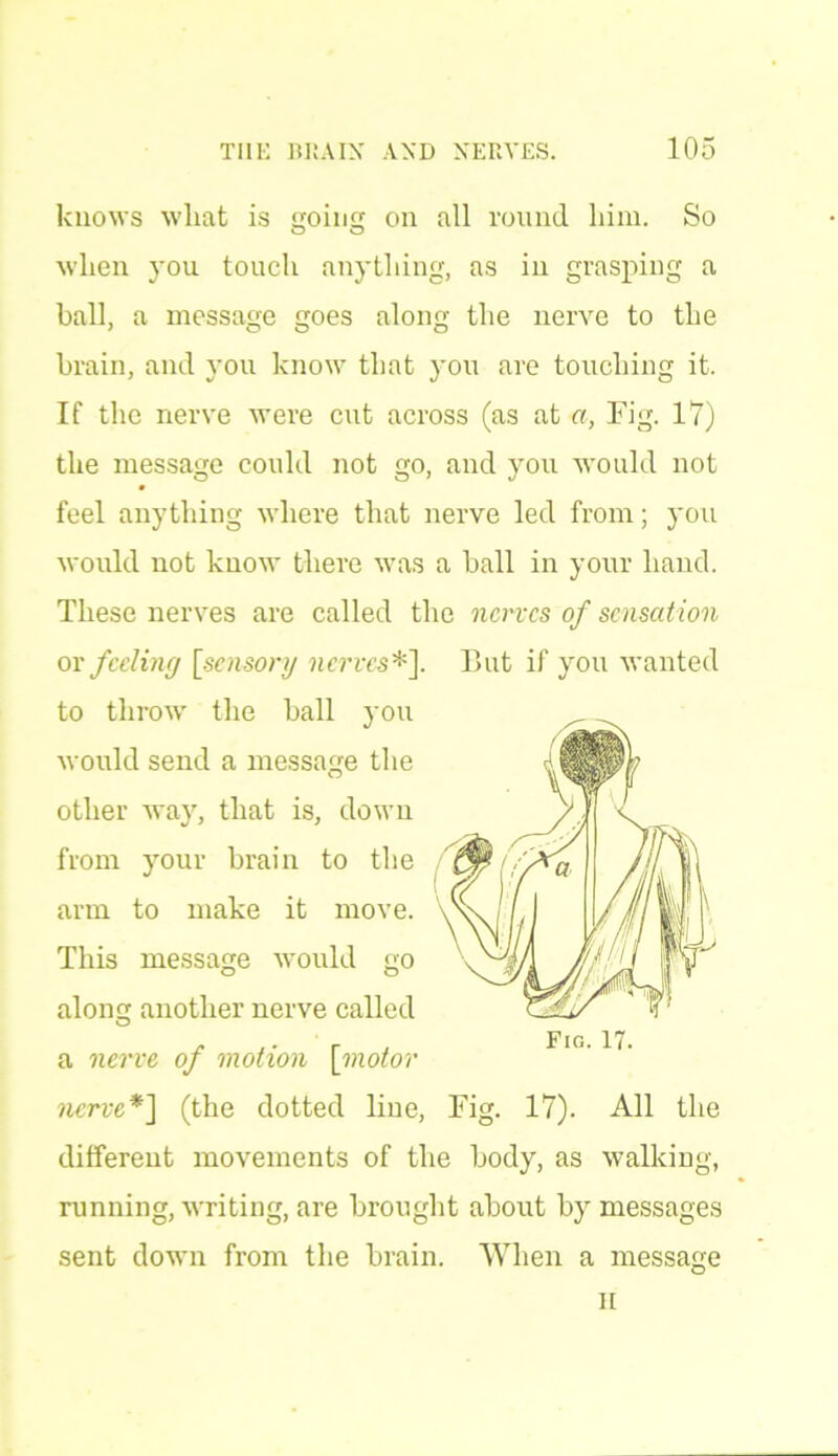 knows what is going on all round him. So when you touch anything, as in grasping a ball, a message goes along the nerve to the brain, and you know that you are touching it. If the nerve were cut across (as at a, Fig. 17) the message could not go, and you would not feel anything where that nerve led from; you would not know there was a ball in your hand. These nerves are called the nerves of sensation or feeling [sensory nerves*]. But if you wanted to throw' the ball you along another nerve call Fig. 17. a nerve of motion [motor nerve*] (the dotted line, Fig. 17). All the different movements of the body, as walking, running, writing, are brought about by messages sent down from the brain. When a message would send a message t other way, that is, dov from your brain to t arm to make it mm This message would u