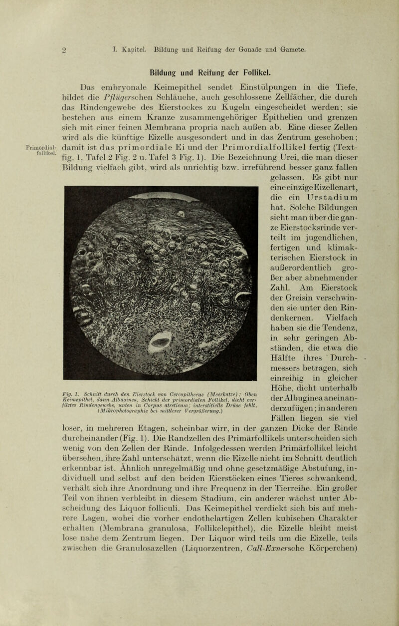 Primordial- follikel. Bildung und Reifung der Follikel. Das embryonale Keimepithel sendet Einstülpungen in die Tiefe, bildet die Pflüg ersehen Schläuche, auch geschlossene Zellfächer, die durch das Rindengewebe des Eierstockes zu Kugeln eingescheidet werden; sie bestehen aus einem Kranze zusammengehöriger Epithelien und grenzen sich mit einer feinen Membrana propria nach außen ab. Eine dieser Zellen wird als die künftige Eizelle ausgesondert und in das Zentrum geschoben; damit ist das primordiale Ei und der Primordialfollikel fertig (Text- fig. 1, Tafel 2 Fig. 2 u. Tafel 3 Fig. 1). Die Bezeichnung Urei, die man dieser Bildung vielfach gibt, wird als unrichtig bzw. irreführend besser ganz fallen gelassen. Es gibt nur eineeinzigeEizellenart, die ein Urstadium hat. Solche Bildungen sieht man über die gan- ze Eierstocksrinde ver- teilt im jugendlichen, fertigen und klimak- terischen Eierstock in außerordentlich gro- ßer aber abnehmender Zahl. Am Eierstock der Greisin verschwin- den sie unter den Rin- denkernen. Vielfach haben sie die Tendenz, in sehr geringen Ab- ständen, die etwa die Hälfte ihres Durch- messers betragen, sich einreihig in gleicher Höhe, dicht unterhalb der Albuginea aneinan- derzufügen ; in anderen Fällen liegen sie viel loser, in mehreren Etagen, scheinbar wirr, in der ganzen Dicke der Rinde durcheinander (Fig. 1). Die Randzellen des Primärfollikels unterscheiden sich wenig von den Zellen der Rinde. Infolgedessen werden Primärfollikel leicht übersehen, ihre Zahl unterschätzt, wenn die Eizelle nicht im Schnitt deutlich erkennbar ist. Ähnlich unregelmäßig und ohne gesetzmäßige Abstufung, in- dividuell und selbst auf den beiden Eierstöcken eines Tieres schwankend, verhält sich ihre Anordnung und ihre Frequenz in der Tierreihe. Ein großer Teil von ihnen verbleibt in diesem Stadium, ein anderer wächst unter Ab- scheidung des Liquor folliculi. Das Keimepithel verdickt sich bis auf meh- rere Lagen, wobei die vorher endothelartigen Zellen kubischen Charakter erhalten (Membrana granulosa, Follikelepithel), die Eizelle bleibt meist lose nahe dem Zentrum liegen. Der Liquor wird teils um die Eizelle, teils zwischen die Granulosazellen (Liquorzentren, Call-Exnersehe Körperchen) Fig. 1. Schnitt durch den Eierstock von Cercopithecus (Meerkatze): Oben Keimepithel, dann Albuginea, Schicht der primordialen Follikel, dicht ver- filztes Rindengewebe, unten in Corpus atreticum; interstitielle Drüse fehlt. (Mikrophotographie bei mittlerer Vergrößerung.)