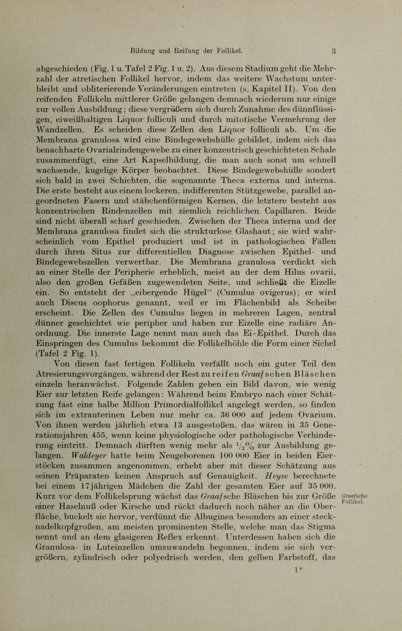 abgeschieden (Fig. 1 u. Tafel 2 Fig. 1 u. 2). Aus diesem Stadium geht die Mehr- zahl der atretischen Follikel hervor, indem das weitere Wachstum unter- bleibt und obliterierende Veränderungen eintreten (s. Kapitel II). Von den reifenden Follikeln mittlerer Größe gelangen demnach wiederum nur einige zur vollen Ausbildung; diese vergrößern sich durch Zunahme des dünnflüssi- gen, eiweißhaltigen Liquor folliculi und durch mitotische Vermehrung der Wandzellen. Es scheiden diese Zellen den Liquor folliculi ab. Um die Membrana granulosa wird eine Bindegewebshülle gebildet, indem sich das benachbarte Ovarialrindengewebe zu einer konzentrisch geschichteten Schale zusammenfügt, eine Art Kapselbildung, die man auch sonst um schnell wachsende, kugelige Körper beobachtet. Diese Bindegewebshülle sondert sich bald in zwei Schichten, die sogenannte Theca externa und interna. Die erste besteht aus einem lockeren, indiffereilten Stützgewebe, parallel an- geordneten Fasern und stäbchenförmigen Kernen, die letztere besteht aus konzentrischen Rindenzellen mit ziemlich reichlichen Capillaren. Beide sind nicht überall scharf geschieden. Zwischen der Theca interna und der Membrana granulosa findet sich che strukturlose Glashaut; sie wird wahr- scheinlich vom Epithel produziert und ist in pathologischen Fällen durch ihren Situs zur differentiellen Diagnose zwischen Epithel- und Bindegewebszellen verwertbar. Die Membrana granulosa verdickt sich an einer Stelle der Peripherie erheblich, meist an der dem Hilus ovarii, also den großen Gefäßen zugewendeten Seite, und schließt die Eizelle ein. So entsteht der ,,eibergende Hügel“ (Cumulus ovigerus); er wird auch Discus oophorus genannt, weil er im Flächenbild als Scheibe erscheint. Die Zellen des Cumulus liegen in mehreren Lagen, zentral dünner geschichtet wie peripher und haben zur Eizelle eine radiäre An- ordnung. Die innerste Lage nennt man auch das Ei-Epithel. Durch das Einspringen des Cumulus bekommt die Follikelhöhle die Form einer Sichel (Tafel 2 Fig. 1). Von diesen fast fertigen Follikeln verfällt noch ein guter Teil den AtresierungsVorgängen, während der Rest zu reif en Graaf sehen Bläschen einzeln heran wächst. Folgende Zahlen geben ein Bild davon, wie wenig Eier zur letzten Reife gelangen: Während beim Embryo nach einer Schät- zung fast eine halbe Million Primordialfollikel angelegt werden, so finden sich im extrauterinen Leben nur mehr ca. 36 000 auf jedem Ovarium. Von ihnen werden jährlich etwa 13 ausgestoßen, das wären in 35 Gene- rationsjahren 455, wenn keine physiologische oder pathologische Verhinde- rung eintritt. Demnach dürften wenig mehr als x/2% zur Ausbildung ge- langen. Waldeyer hatte beim Neugeborenen 100 000 Eier in beiden Eier- stöcken zusammen angenommen, erhebt aber mit dieser Schätzung aus seinen Präparaten keinen Anspruch auf Genauigkeit. Heyse berechnete bei einem 17jährigen Mädchen die Zahl der gesamten Eier auf 35 000. Kurz vor dem Follikelsprung wächst das Graaf sehe Bläschen bis zur Größe einer Haselnuß oder Kirsche und rückt dadurch noch näher an die Ober- fläche, buckelt sie hervor, verdünnt die Albuginea besonders an einer steck- nadelkopfgroßen, am meisten prominenten Stelle, welche man das Stigma nennt und an dem glasigeren Reflex erkennt. Unterdessen haben sich die Granulosa- in Luteinzellen umzuwandeln begonnen, indem sie sich ver- größern, zylindrisch oder polyedrisch werden, den gelben Farbstoff, das 1* Graaf sehe Follikel.
