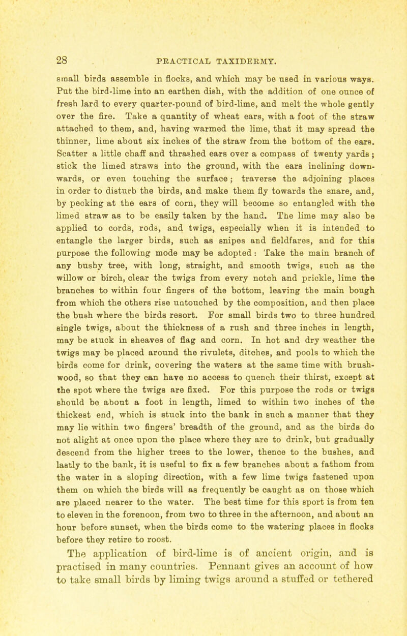 small birds assemble in flocks, and which may be need in various ways. Put the bird-lime into an earthen dish, with the addition of one ounce of fresh lard to every quarter-pound of bird-lime, and melt the whole gently over the fire. Take a quantity of wheat ears, with a foot of the straw attached to them, and, having warmed the lime, that it may spread the thinner, lime about six inches of the straw from the bottom of the ears. Scatter a little chaff and thrashed ears over a compass of twenty yards ; stick the limed straws into the ground, with the ears inclining down- wards, or even touching the surface; traverse the adjoining places in order to disturb the birds, and make them fly towards the snare, and, by pecking at the ears of corn, they will become so entangled with the limed Btraw as to be easily taken by the hand. The lime may also be applied to cords, rods, and twigs, especially when it is intended to entangle the larger birds, such as snipes and fieldfares, and for this purpose the following mode may be adopted : Take the main branch of any bushy tree, with long, straight, and smooth twigs, such as the willow or birch, clear the twigs from every notch and prickle, lime the branches to within four fingers of the bottom, leaving the main bough from which the others rise untouched by the composition, and then place the bush where the birds resort. For small birds two to three hundred single twigs, about the thickness of a rush and three inches in length, may be stuck in sheaves of flag and corn. In hot and dry weather the twigs may be placed around the rivulets, ditches, and pools to which the birds come for drink, covering the waters at the same time with brush- wood, so that they can have no access to quench their thirst, except at the spot where the twigs are fixed. For this purpose the rods or twigs should be about a foot in length, limed to within two inches of the thickest end, which is stuck into the bank in such a manner that they may lie within two fingers’ breadth of the ground, and as the birds do not alight at once upon the place where they are to drink, but gradually descend from the higher trees to the lower, thence to the bushes, and lastly to the bank, it is useful to fix a few branches about a fathom from the water in a sloping direction, with a few lime twigs fastened upon them on which the birds will as frequently be caught as on those which are placed nearer to the water. The best time for this sport is from ten to eleven in the forenoon, from two to three in the afternoon, and about an hour before sunset, when the birds come to the watering places in flooks before they retire to roost. The application of bird-lime is of ancient origin, and is practised in many counti’ies. Pennant gives an account of how to take small birds by liming twigs around a stuffed or tethered