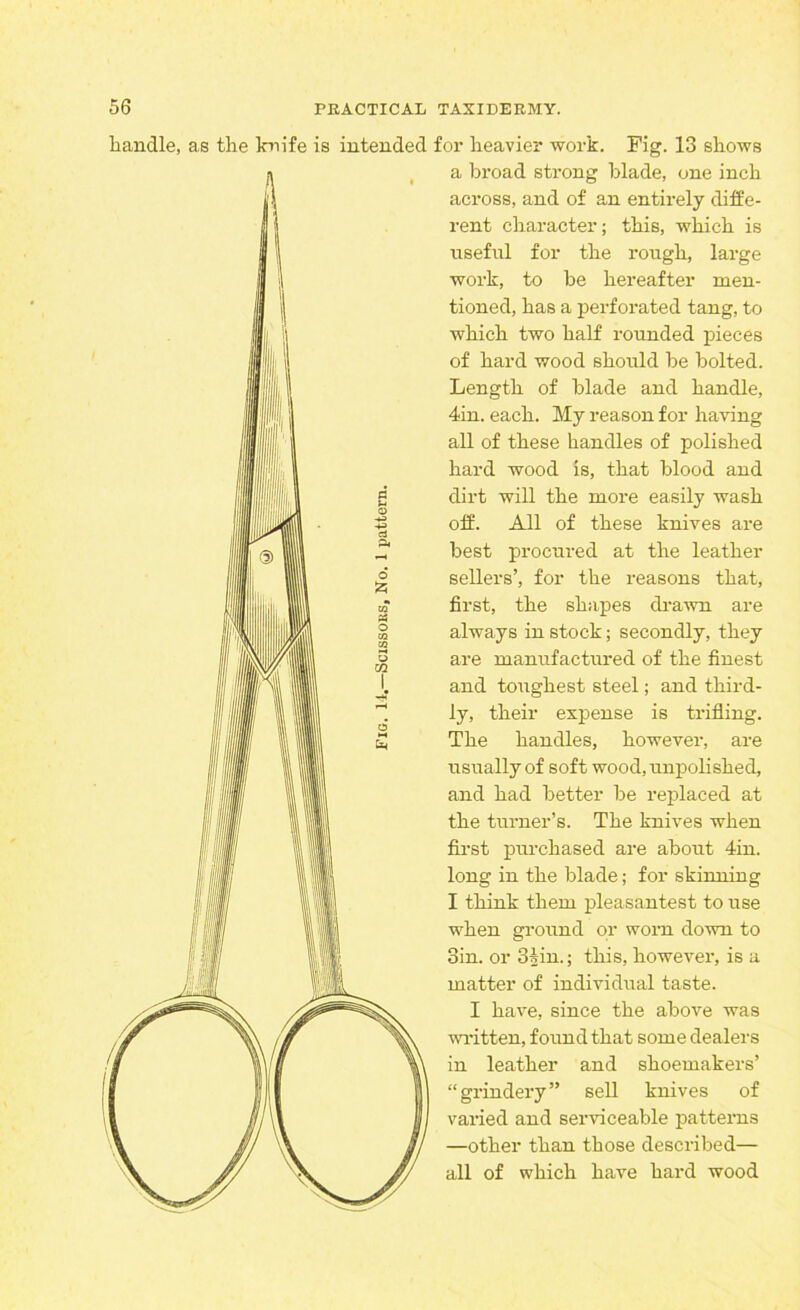 handle, as the knife is intended for heavier work. Pig. 13 shows a broad strong blade, one inch across, and of an entirely diffe- rent character; this, which is useful for the rough, large work, to be hereafter men- tioned, has a perforated tang, to which two half rounded pieces of hard wood should be bolted. Length of blade and handle, 4<in. each. My reason for having all of these handles of polished hard wood is, that blood and dirt will the more easily wash off. All of these knives are best procured at the leather sellers’, for the reasons that, first, the shapes drawn are always in stock; secondly, they are manufactured of the finest and toughest steel; and third- ly, their expense is trifling. The handles, however, are usually of soft wood, unpolished, and had better be replaced at the turner’s. The knives when first purchased are about 4in. long in the blade; for skinning I think them pleasantest to use when ground or worn down to Sin. or 3§in.; this, however, is a matter of individual taste. I have, since the above was written, found that some dealers in leather and shoemakers’ “grindery” sell knives of varied and serviceable patterns —other than those described— all of which have hard wood