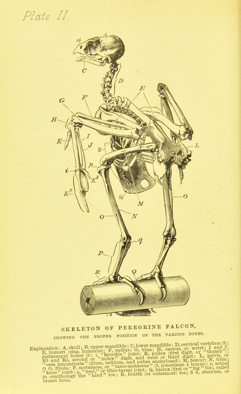 L SKELETON OF PEREGRINE FALCON, SHOWING THE PROPER POSITION OF THE VARIOUS BONES. in ornithology tho breast bone.