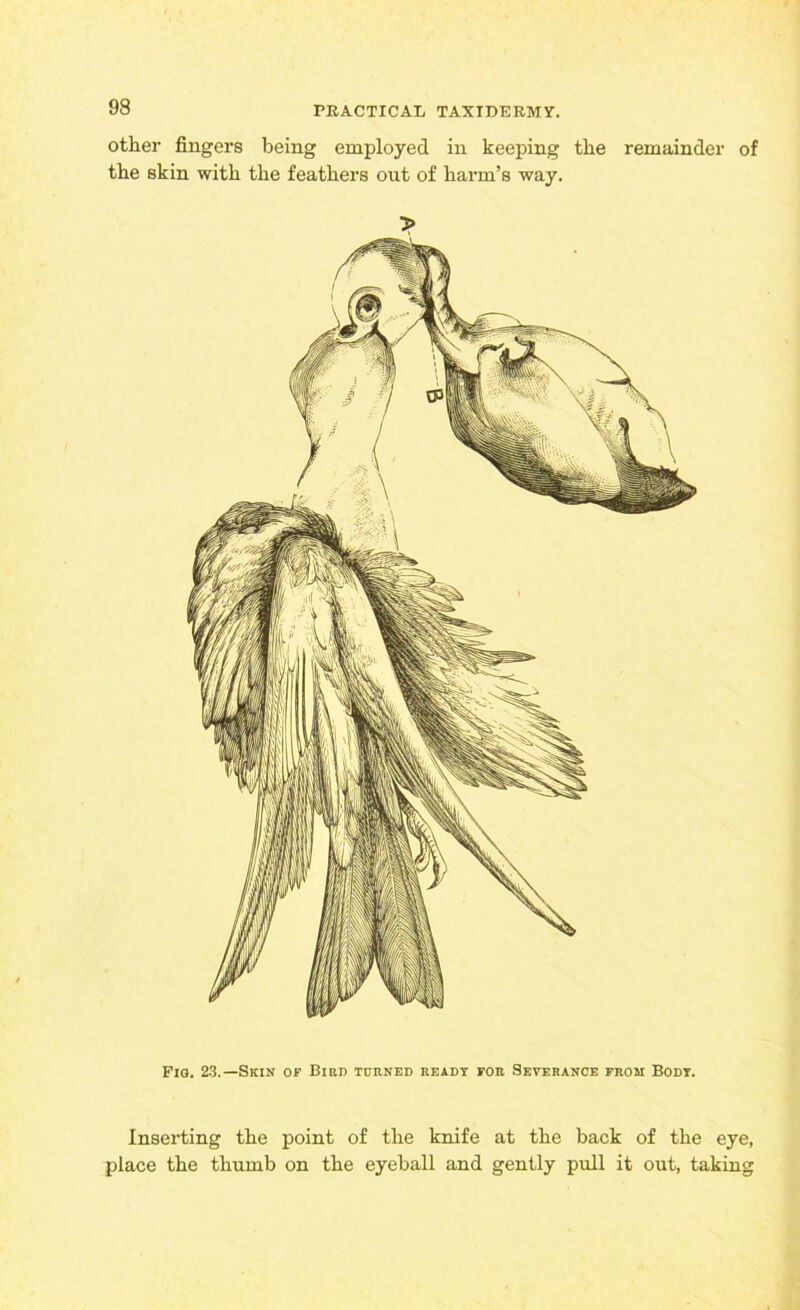 other fingers being employed in keeping the remainder of the skin with the feathers out of harm’s way. > Fig. 23.—Skin or Bird turned ready tor Severance prom Body. Inserting the point of the knife at the back of the eye, place the thumb on the eyeball and gently pull it out, taking