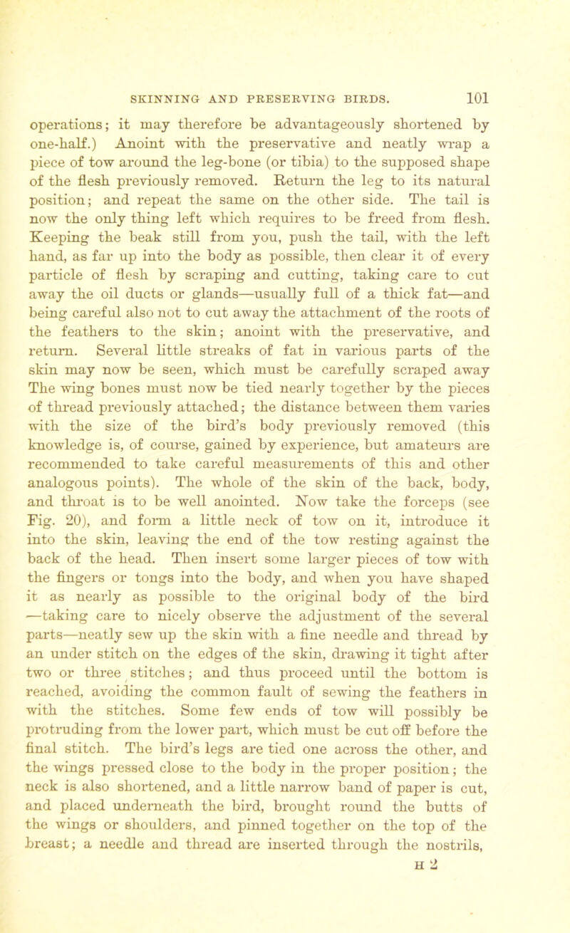 operations; it may therefore he advantageously shortened by one-half.) Anoint with the preservative and neatly wrap a piece of tow around the leg-bone (or tibia) to the supposed shape of the flesh previously removed. Return the leg to its natural position; and repeat the same on the other side. The tail is now the only thing left which requires to be freed from flesh. Keeping the beak still from you, push the tail, with the left hand, as far up into the body as possible, then clear it of every particle of flesh by scraping and cutting, taking care to cut away the oil ducts or glands—usually full of a thick fat—and being careful also not to cut away the attachment of the roots of the feathers to the skin; anoint with the preservative, and return. Several little streaks of fat in various parts of the skin may now be seen, which must be carefully scraped away The wing bones must now be tied nearly together by the pieces of thread previously attached; the distance between them varies with the size of the bird’s body previously removed (this knowledge is, of course, gained by experience, but amateurs are recommended to take careful measurements of this and other analogous points). The whole of the skin of the back, body, and throat is to be well anointed. Row take the forceps (see Fig. 20), and form a little neck of tow on it, introduce it into the skin, leaving the end of the tow resting against the back of the head. Then insert some larger pieces of tow with the fingers or tongs into the body, and when you have shaped it as nearly as possible to the original body of the bird ■—taking care to nicely observe the adjustment of the several parts—neatly sew up the skin with a fine needle and thread by an under stitch on the edges of the skin, drawing it tight after two or three stitches; and thus proceed until the bottom is reached, avoiding the common fault of sewing the feathers in with the stitches. Some few ends of tow will possibly be protruding from the lower part, which must be cut off before the final stitch. The bird’s legs are tied one across the other, and the wings pressed close to the body in the proper position; the neck is also shortened, and a little narrow band of paper is cut, and placed underneath the bird, brought round the butts of the wings or shoulders, and pinned together on the top of the breast; a needle and thread are inserted through the nostrils,