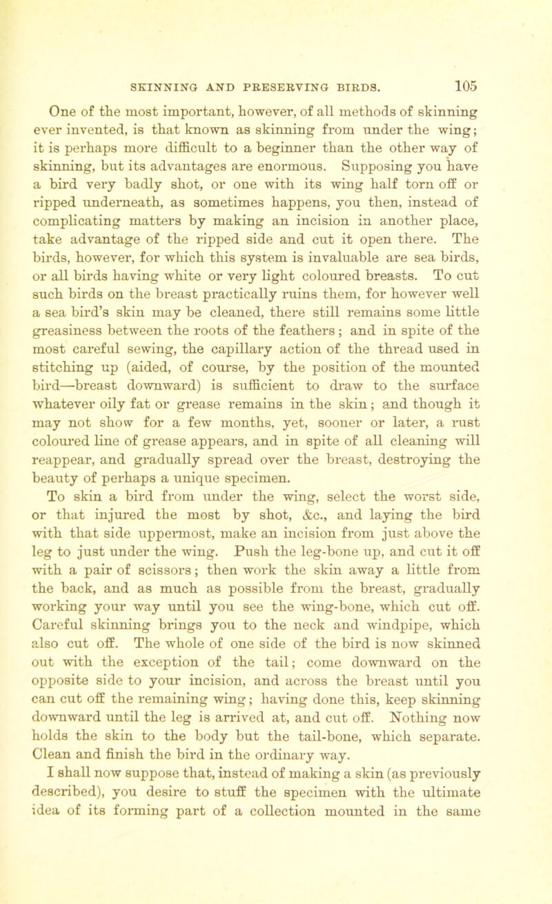 One of the most important, however, of all methods of skinning ever invented, is that known as skinning from under the wing; it is perhaps more difficult to a beginner than the other way of skinning, but its advantages are enormous. Supposing you have a bird very badly shot, or one with its wing half torn off or ripped underneath, as sometimes happens, you then, instead of complicating matters by making an incision in another place, take advantage of the ripped side and cut it open there. The birds, however, for which this system is invaluable are sea birds, or all birds having white or very light coloured breasts. To cut such birds on the breast practically ruins them, for however well a sea bird’s skin may be cleaned, there still remains some little greasiness between the roots of the feathers; and in spite of the most careful sewing, the capillary action of the thread used in stitching up (aided, of course, by the position of the mounted bird—breast downward) is sufficient to draw to the surface whatever oily fat or grease remains in the skin; and though it may not show for a few months, yet, sooner or later, a rust coloured line of grease appears, and in spite of all cleaning will reappear, and gradually spread over the breast, destroying the beauty of perhaps a unique specimen. To skin a bird from under the wing, select the worst side, or that injured the most by shot, &c., and laying the bird with that side uppermost, make an incision from just above the leg to just under the wing. Push the leg-bone up, and cut it off with a pair of scissors; then work the skin away a little from the back, and as much as possible from the breast, gradually working your way until you see the wing-bone, which cut off. Careful skinning brings you to the neck and windpipe, which also cut off. The whole of one side of the bird is now skinned out with the exception of the tail; come downward on the opposite side to your incision, and across the breast until you can cut off the remaining wing; having done this, keep skinning downward until the leg is arrived at, and cut off. Nothing now holds the skin to the body but the tail-bone, which separate. Clean and finish the bird in the ordinary way. I shall now suppose that, instead of making a skin (as previously described), you desire to stuff the specimen with the ultimate idea of its forming part of a collection mounted in the same