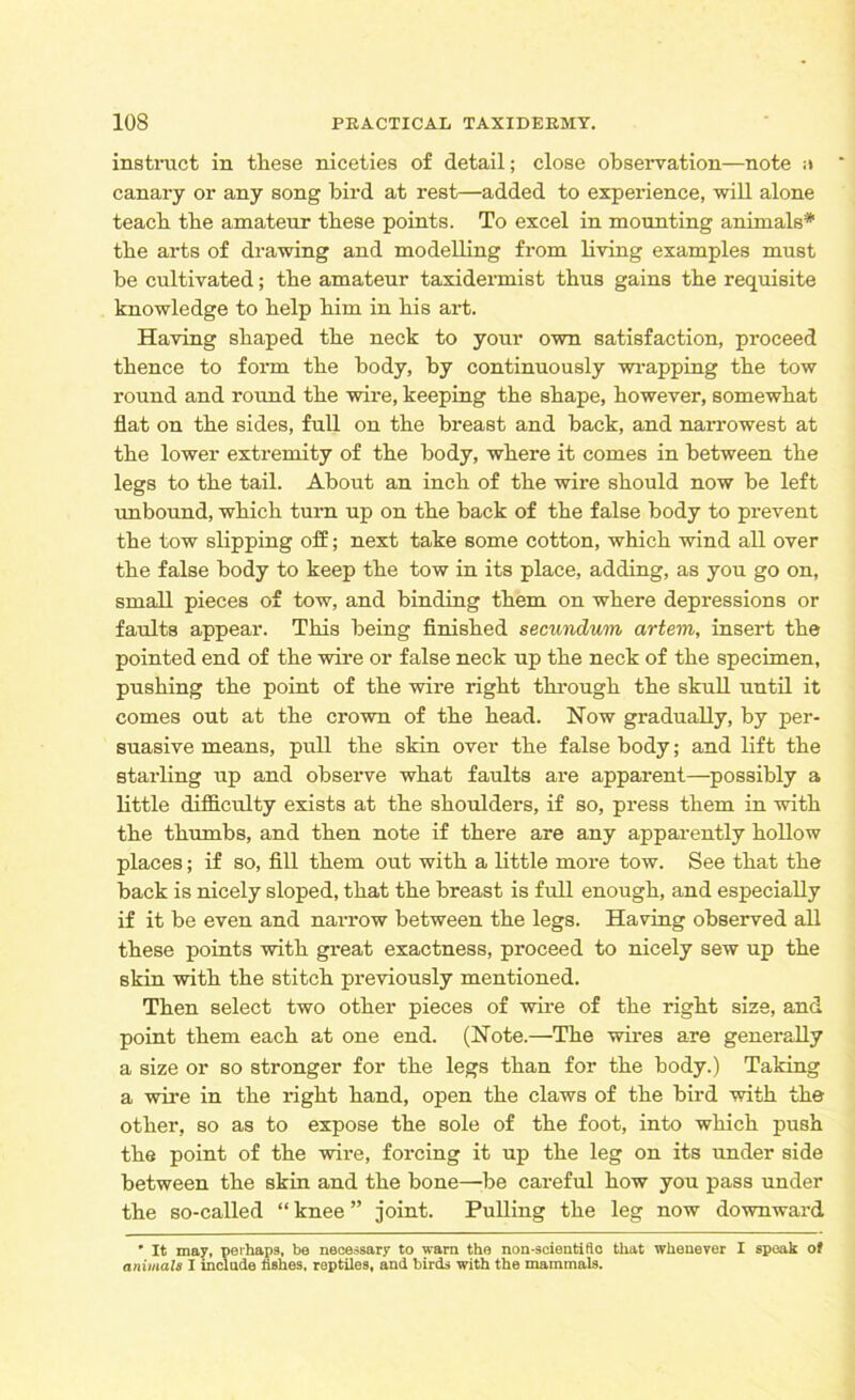 instinct in these niceties of detail; close observation—note ;* canary or any song bird at rest—added to experience, will alone teach the amateur these points. To excel in mounting animals* the arts of drawing and modelling from living examples must be cultivated; the amateur taxidermist thus gains the requisite knowledge to help him in his art. Having shaped the neck to your own satisfaction, proceed thence to form the body, by continuously wrapping the tow round and round the wire, keeping the shape, however, somewhat flat on the sides, full on the breast and back, and narrowest at the lower extremity of the body, where it comes in between the legs to the tail. About an inch of the wire should now be left unbound, which turn up on the back of the false body to prevent the tow slipping off; next take some cotton, which wind all over the false body to keep the tow in its place, adding, as you go on, small pieces of tow, and binding them on where depressions or faults appear. This being finished secundum artem, insert the pointed end of the wire or false neck up the neck of the specimen, pushing the point of the wire right through the skull until it comes out at the crown of the head. How gradually, by per- suasive means, pull the skin over the false body; and lift the starling up and observe what faults are apparent—possibly a little difficulty exists at the shoulders, if so, press them in with the thumbs, and then note if there are any apparently hollow places; if so, fill them out with a little more tow. See that the back is nicely sloped, that the breast is full enough, and especially if it be even and narrow between the legs. Having observed all these points with great exactness, proceed to nicely sew up the skin with the stitch previously mentioned. Then select two other pieces of wire of the right size, and point them each at one end. (Note.—The wires are generally a size or so stronger for the legs than for the body.) Taking a wire in the right hand, open the claws of the bird with the other, so as to expose the sole of the foot, into which push the point of the wire, forcing it up the leg on its under side between the skin and the bone—be careful how you pass under the so-called “ knee ” joint. Pulling the leg now downward ' It may, perhaps, be necessary to warn the non-scientific that whenever I speak of animals I include fishes, reptiles, and birds with the mammals.