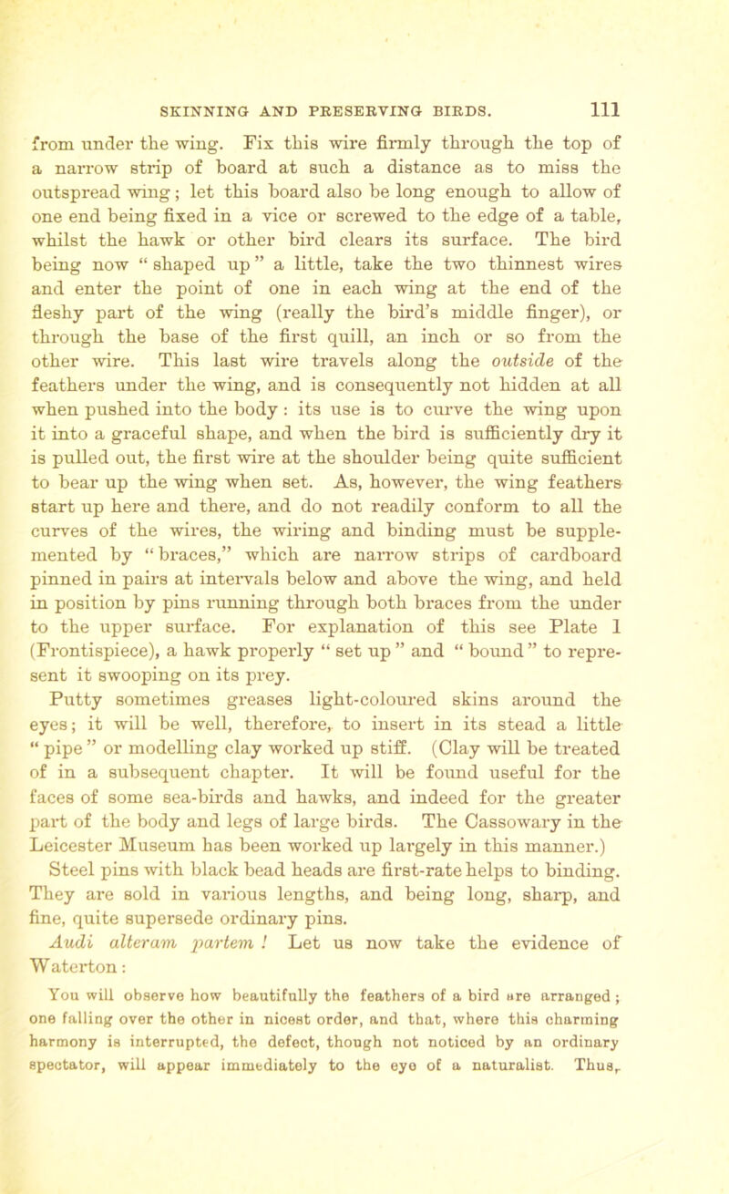 from under tlie wing. Fix this wire firmly through the top of a narrow strip of board at such a distance as to miss the outspread wing; let this board also be long enough to allow of one end being fixed in a vice or screwed to the edge of a table, whilst the hawk or other bird clears its surface. The bird being now “ shaped up ” a little, take the two thinnest wires and enter the point of one in each wing at the end of the fleshy part of the wing (really the bird’s middle finger), or through the base of the first quill, an inch or so from the other wire. This last wire travels along the outside of the feathers under the wing, and is consequently not hidden at all when pushed into the body : its use is to curve the wing upon it into a graceful shape, and when the bird is sufficiently dry it is pulled out, the first wire at the shoulder being quite sufficient to bear up the wing when set. As, however, the wing feathers start up here and there, and do not readily conform to all the curves of the wires, the wiring and binding must be supple- mented by “ braces,” which are narrow strips of cardboard pinned in pairs at intervals below and above the wing, and held in position by pins running through both braces from the under to the upper surface. For explanation of this see Plate 1 (Frontispiece), a hawk properly “ set up ” and “ bound ” to repre- sent it swooping on its prey. Putty sometimes greases light-coloured skins around the eyes; it will be well, therefore,, to insert in its stead a little “ pipe ” or modelling clay worked up stiff. (Clay will be treated of in a subsequent chapter. It will be found useful for the faces of some sea-birds and hawks, and indeed for the greater part of the body and legs of large birds. The Cassowary in the Leicester Museum has been worked up largely in this manner.) Steel pins with black bead heads are first-rate helps to binding. They are sold in various lengths, and being long, sharp, and fine, quite supersede ordinary pins. Audi alteram partem ! Let us now take the evidence of W aterton: You will observe how beautifully the feathers of a bird ure arranged ; one falling over the other in nicest order, and that, where this charming harmony is interrupted, the defect, though not noticed by an ordinary spectator, will appear immediately to the eyo of a naturalist. Thus,