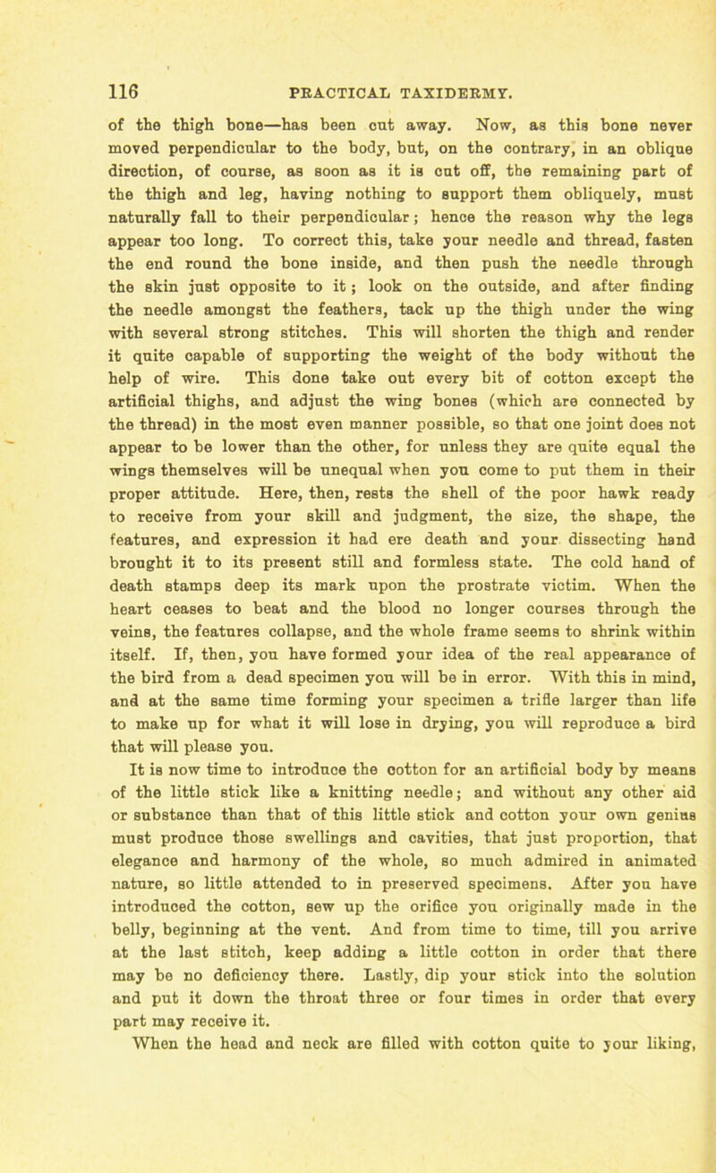 of the thigh bone—has been cut away. Now, a3 this bone never moved perpendicular to the body, but, on the contrary, in an oblique direction, of course, as soon as it is cut off, the remaining part of the thigh and leg, having nothing to support them obliquely, must naturally fall to their perpendicular; hence the reason why the legs appear too long. To correct this, take your needle and thread, fasten the end round the bone inside, and then push the needle through the skin just opposite to it; look on the outside, and after finding the needle amongst the feathers, tack up the thigh under the wing with several strong stitches. This will shorten the thigh and render it quite capable of supporting the weight of the body without the help of wire. This done take out every bit of cotton except the artificial thighs, and adjust the wing bones (which are connected by the thread) in the most even manner possible, so that one joint does not appear to be lower than the other, for unless they are quite equal the wings themselves will be unequal when you come to put them in their proper attitude. Here, then, rests the Bhell of the poor hawk ready to receive from your skill and judgment, the size, the shape, the features, and expression it had ere death and your dissecting hand brought it to its present still and formless state. The cold hand of death stamps deep its mark upon the prostrate victim. When the heart ceases to beat and the blood no longer courses through the veins, the features collapse, and the whole frame seems to shrink within itself. If, then, you have formed your idea of the real appearance of the bird from a dead specimen you will be in error. With this in mind, and at the same time forming your specimen a trifle larger than life to make up for what it will lose in drying, you will reproduce a bird that will please you. It is now time to introduce the cotton for an artificial body by means of the little stick like a knitting needle; and without any other aid or substance than that of this little stick and cotton your own genius must produce those swellings and cavities, that just proportion, that elegance and harmony of the whole, so much admired in animated nature, so little attended to in preserved specimens. After you have introduced the cotton, sew up the orifice you originally made in the belly, beginning at the vent. And from time to time, till you arrive at the last stitch, keep adding a little cotton in order that there may be no deficiency there. Lastly, dip your stick into the solution and put it down the throat three or four times in order that every part may receive it. When the head and neck are filled with cotton quite to your liking,