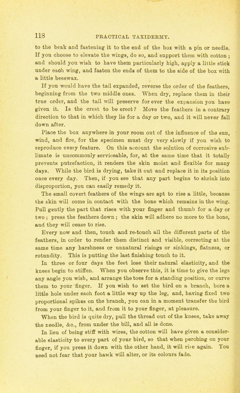 to the beat and fastening it to the end of the box with a pin or needle. If you choose to elevate the wings, do so, and support them with cotton ; and should you wish to have them particularly high, apply a little stick under each wing, and fasten the ends of them to the side of the box with a little beeswax. If you would have the tail expanded, reverse the order of the feathers, beginning from the two middle ones. When dry, replace them in their true order, and the tail will preserve for ever the expansion you have given it. Is the crest to be erect ? Move the feathers in a contrary direction to that in which they lie for a day or two, and it will never fall down after. Place the box anywhere in your room out of the influence of the sun, wind, and fire, for the specimen must dry very Blowly if you wish to reproduce every feature. On this account the solution of corrosive sub- limate is uncommonly serviceable, for, at the same time that it totally prevents putrefaction, it renders the skin moist and flexible for many days. While the bird is drying, take it out and replace it in its position once every day. Then, if you see that any part begins to shrink into disproportion, you can easily remedy it. The small covert feathers of the wings are apt to rise a little, because the skin will come in contact with the bone which remains in the wing. Pull gently the part that rises with your finger and thumb for a day or two ; press the feathers down ; the skin will adhere no more to the bone, and they will cease to rise. Every now and then, touch and re-touch all the different parts of the feathers, in order to render them distinct and visible, correcting at the same time any harshness or unnatural risings or sinkings, flatness, or rotundity. This is putting the last finishing touch to it. In three or four days the feet lose their natural elasticity, and the knees begin to stiffen. When you observe this, it is time to give the legs any angle you wish, and arrange the toes for a standing position, or curve them to your finger. If you wish to set the bird on a branch, bore a little hole under each foot a little way up the leg, and, having fixed two proportional spikes on the branch, you can in a moment transfer the bird from your finger to it, and from it to your finger, at pleasure. When the bird is quite dry, pull the thread out of the knees, take away the needle, &o., from under the bill, and all is done. In lieu of being stiff with wires, the cotton will have given a consider- able elasticity to every part of your bird, so that when perching on your finger, if you press it down with the other hand, it will rise again. You need not fear that your hawk will alter, or its colours fade.