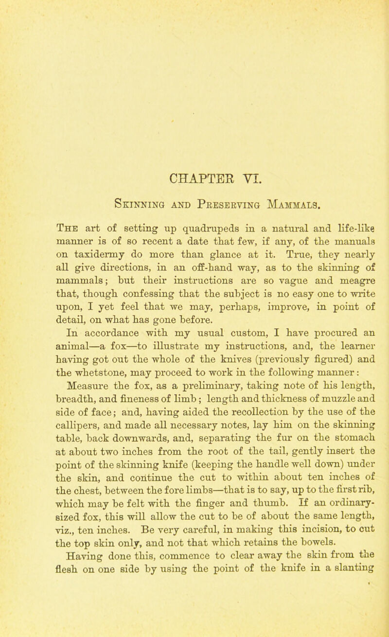 Skinning and Preserving Mammals. The art of setting up quadrupeds in a natural and life-like manner is of so recent a date that few, if any, of the manuals on taxidermy do more than glance at it. True, they nearly all give directions, in an off-hand way, as to the skinning of mammals; but their instructions are so vague and meagre that, though confessing that the subject is no easy one to write upon, I yet feel that we may, perhaps, improve, in point of detail, on what has gone before. In accordance with my usual custom, I have procured an animal—a fox—to illustrate my instructions, and, the learner having got out the whole of the knives (previously figured) and the whetstone, may proceed to work in the following manner: Measure the fox, as a preliminary, taking note of his length, breadth, and fineness of limb; length and thickness of muzzle and side of face; and, having aided the recollection by the use of the callipers, and made all necessary notes, lay him on the skinning table, back downwards, and, separating the fur on the stomach at about two inches from the root of the tail, gently insert the point of the skinning knife (keeping the handle well down) under the skin, and continue the cut to within about ten inches of the chest, between the fore limbs—that is to say, up to the first rib, which may be felt with the finger and thumb. If an ordinary- sized fox, this will allow the cut to be of about the same length, viz., ten inches. Be very cai’eful, in making this incision, to cut the top skin only, and not that which retains the bowels. Having done this, commence to clear away the skin from the flesh on one side by using the point of the knife in a slanting