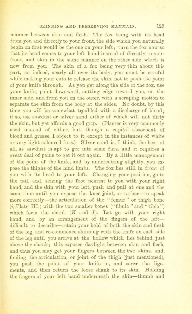 manner between skin and flesh. The fox being with its head from you and directly to your front, the side which you naturally begin on first would be the one on your left; turn the fox now so that its head comes to your left hand instead of directly to your front, and skin in the same manner on the other side, which is now from you. The skin of a fox being very thin about this part, as indeed, nearly all over its body, you must be careful while making your cuts to release the skin, not to push the point of your knife through. As you get along the side of the fox, use your knife, point downward, cutting edge toward you, on the inner side, and from you on the outer, with a scraping motion to separate the skin from the body at the sides. No doubt, by this time you will be somewhat troubled with a discharge of blood; if so, use sawdust or silver sand, either of which will not dirty the skin, but yet affords a good grip. (Plaster is very commonly used instead of either, but, though a capital absorbent of blood and grease, I object to it, except in the instances of white or very light coloured furs.) Silver sand is, I think, the best of all, as sawdust is apt to get into some furs, and it requires a great deal of pains to get it out again. By a little management of the point of the knife, and by undercutting slightly, you ex- pose the thighs of the hind limbs. The fox lies still in front of you with its head to your left. Changing your position, go to the tail, and, seizing the foot nearest to you with your right hand, and the skin with your left, push and pull at one and the same time until you expose the knee-joint, or rather—to speak more correctly—the articulation of the “ femur ” or thigh bone (i, Plate III.) with the two smaller bones (“fibula ” and “tibia”) which form the shank (K and J). Let go with your right hand, and by an arrangement of the fingers of the left— difficult to describe—retain your hold of both the skin and flesh of the leg, and re-commence skinning with the knife on each side of the leg until you arrive at the hollow which lies behind, just above the shank; this exposes daylight between skin and flesh, and thus you may get your fingers between the two skins, and, finding the articulation, or joint of the thigh (just mentioned), you push the point of your knife in, and sever the liga- ments, and then return the loose shank to its skin. Holding the fingers of your left hand underneath the skin—thumb and