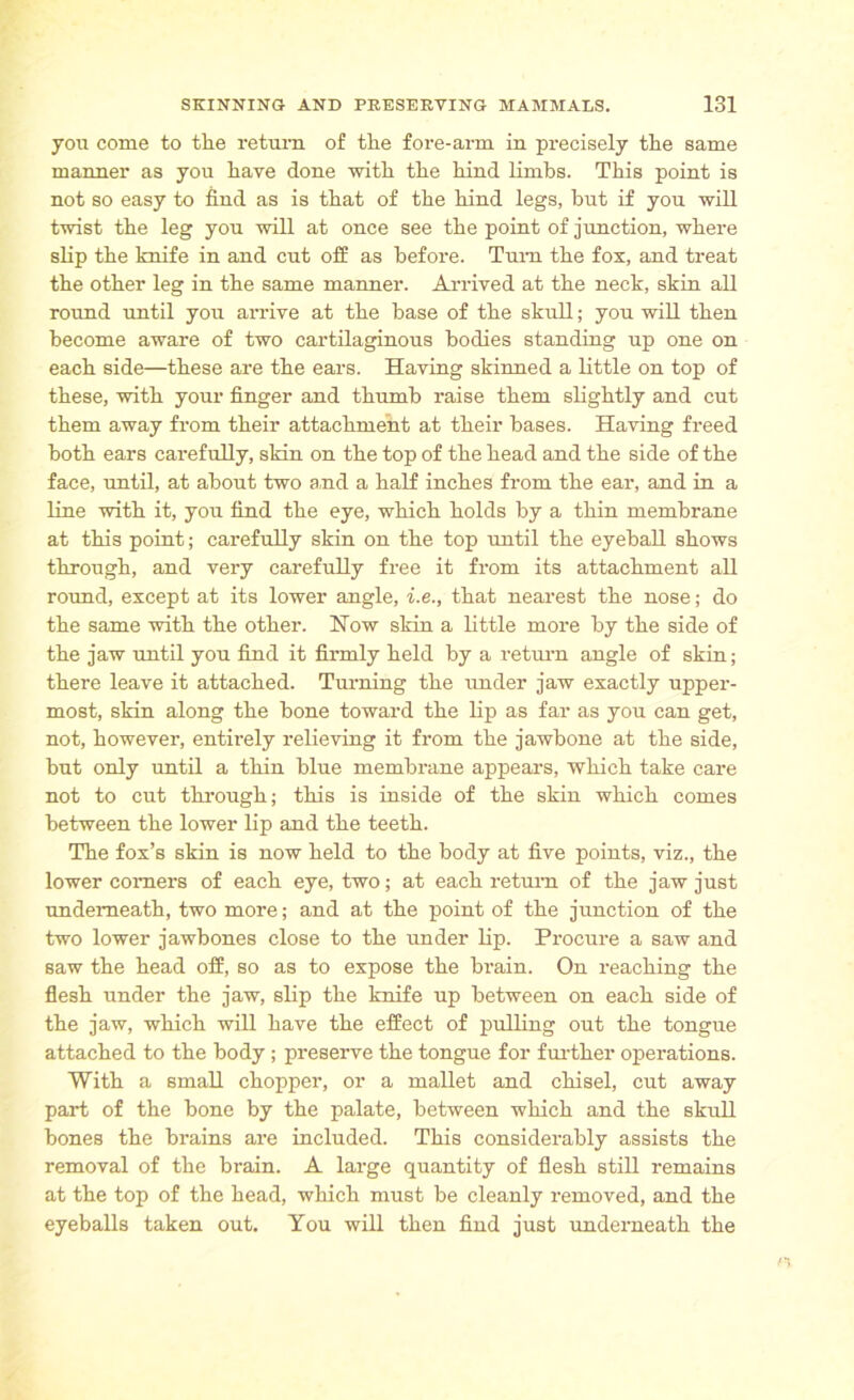 you come to the return of the fore-arm in precisely the same manner as you have done with the hind limbs. This point is not so easy to find as is that of the hind legs, but if you will twist the leg you will at once see the point of junction, where slip the knife in and cut off as before. Turn the fox, and treat the other leg in the same manner. Arrived at the neck, skin all round until you arrive at the base of the skull; you will then become aware of two cartilaginous bodies standing up one on each side—these are the ears. Having skinned a little on top of these, with your finger and thumb raise them slightly and cut them away from their attachment at their bases. Having freed both ears carefully, skin on the top of the head and the side of the face, until, at about two and a half inches from the ear, and in a line with it, you find the eye, which holds by a thin membrane at this point; carefully skin on the top until the eyeball shows through, and very carefully free it from its attachment all round, except at its lower angle, i.e., that nearest the nose; do the same with the other. How skin a little more by the side of the jaw until you find it firmly held by a return angle of skin; there leave it attached. Turning the under jaw exactly upper- most, skin along the bone toward the lip as far as you can get, not, however, entirely relieving it from the jawbone at the side, but only until a thin blue membrane appears, which take care not to cut through; this is inside of the skin which comes between the lower lip and the teeth. The fox’s skin is now held to the body at five points, viz., the lower comers of each eye, two; at each return of the jaw just underneath, two more; and at the point of the junction of the two lower jawbones close to the under lip. Procure a saw and saw the head off, so as to expose the brain. On reaching the flesh under the jaw, slip the knife up between on each side of the jaw, which will have the effect of pulling out the tongue attached to the body; preserve the tongue for further operations. With a small chopper, or a mallet and chisel, cut away part of the bone by the palate, between which and the skull bones the brains are included. This considerably assists the removal of the brain. A large quantity of flesh still remains at the top of the head, which must be cleanly removed, and the eyeballs taken out. You will then find just underneath the