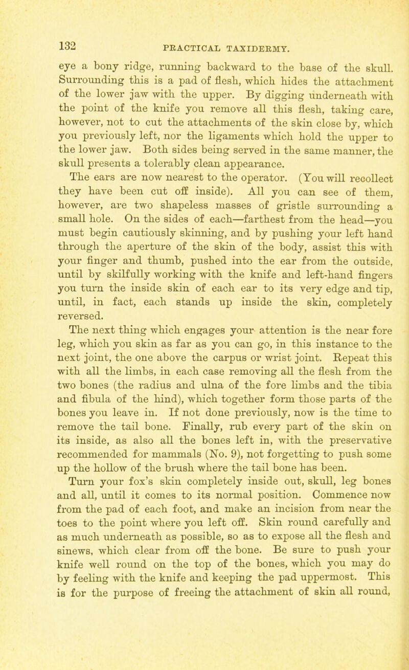 eye a bony ridge, running backward to the base of the skull. Surrounding this is a pad of flesh, which hides the attachment of the lower jaw with the upper. By digging underneath with the point of the knife you remove all this flesh, taking care, however, not to cut the attachments of the skin close by, which you previously left, nor the ligaments which hold the upper to the lower jaw. Both sides being served in the same manner, the skull presents a tolerably clean appearance. The ears are now nearest to the operator. (You will recollect they have been cut off inside). All you can see of them, however, are two shapeless masses of gristle surrounding a small hole. On the sides of each—farthest from the head—you must begin cautiously skinning, and by pushing your left hand through the aperture of the skin of the body, assist this with your finger and thumb, pushed into the ear from the outside, until by skilfully working with the knife and left-hand fingers you turn the inside skin of each ear to its very edge and tip, until, in fact, each stands up inside the skin, completely reversed. The next thing which engages your attention is the near fore leg, which you skin as far as you can go, in this instance to the next joint, the one above the carpus or wrist joint. Repeat this with all the limbs, in each case removing all the flesh from the two bones (the radius and ulna of the fore limbs and the tibia and fibula of the hind), which together form those parts of the bones you leave in. If not done previously, now is the time to remove the tail bone. Finally, rub every part of the skin on its inside, as also all the bones left in, with the preservative recommended for mammals (No. 9), not forgetting to push some up the hollow of the brush where the tail bone has been. Turn your fox’s skin completely inside out, skull, leg bones and all, until it comes to its normal position. Commence now from the pad of each foot, and make an incision from near the toes to the point where you left off. Skin round carefully and as much underneath as possible, so as to expose all the flesh and sinews, which clear from off the bone. Be sure to push your knife well round on the top of the bones, which you may do by feeling with the knife and keeping the pad uppermost. This is for the purpose of freeing the attachment of skin all round,