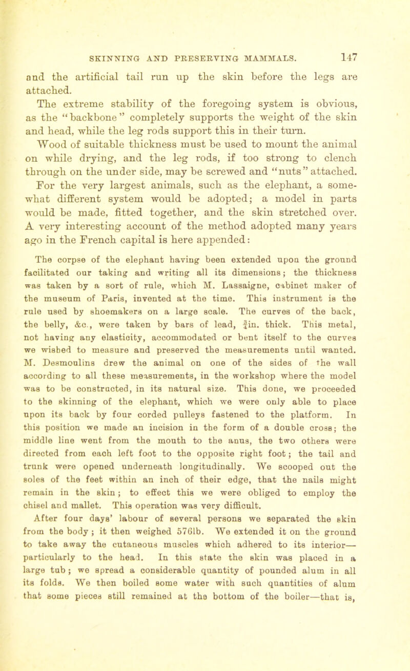and tlie artificial tail run up the skin before tlie legs are attacked. Tlie extreme stability of tbe foregoing system is obvious, as tbe “ backbone ” completely supports tbe weight of tbe skin and bead, while tbe leg rods support this in their turn. Wood of suitable thickness must be used to mount tbe animal on while drying, and tbe leg rods, if too strong to clench through on the under side, may be screwed and “nuts” attached. For the very largest animals, such as the elephant, a some- what different system would be adopted; a model in parts would be made, fitted together, and the skin stretched over. A very interesting account of the method adopted many years ago in the French capital is here appended: The corpse of the elephant having been extended upon the ground facilitated our taking and writing all its dimensions; the thickness was taken by a sort of rule, which M. Lassaigne, cabinet maker of the museum of Paris, invented at the time. This instrument is the rule used by shoemakers on a large scale. The curves of the back, the belly, &c., were taken by bars of lead, fin. thick. This metal, not having any elasticity, accommodated or bent itself to the curves we wished to measure and preserved the measurements until wanted. M. Desmoulins drew the animal on one of the sides of the wall according to all these measurements, in the workshop where the model was to be constructed, in its natural size. This done, we proceeded to the skinning of the elephant, which we were only able to place upon its back by four corded pulleys fastened to the platform. In this position we made an incision in the form of a double cross; the middle line went from the mouth to the anus, the two others were directed from each left foot to the opposite right foot; the tail and trunk were opened underneath longitudinally. We scooped out the soles of the feet within an inch of their edge, that the nails might remain in the skin; to effect this we were obliged to employ the chisel and mallet. This operation was very difficult. After four days’ labour of several persons we separated the skin from the body; it then weighed 5761b. We extended it on the ground to take away the cutaneous muscles which adhered to its interior— particularly to the head. In this state the skin was placed in a large tub; we spread a considerable quantity of pounded alum in all its folds. We then boiled some water with such quantities of alum that some pieces still remained at the bottom of the boiler—that is,