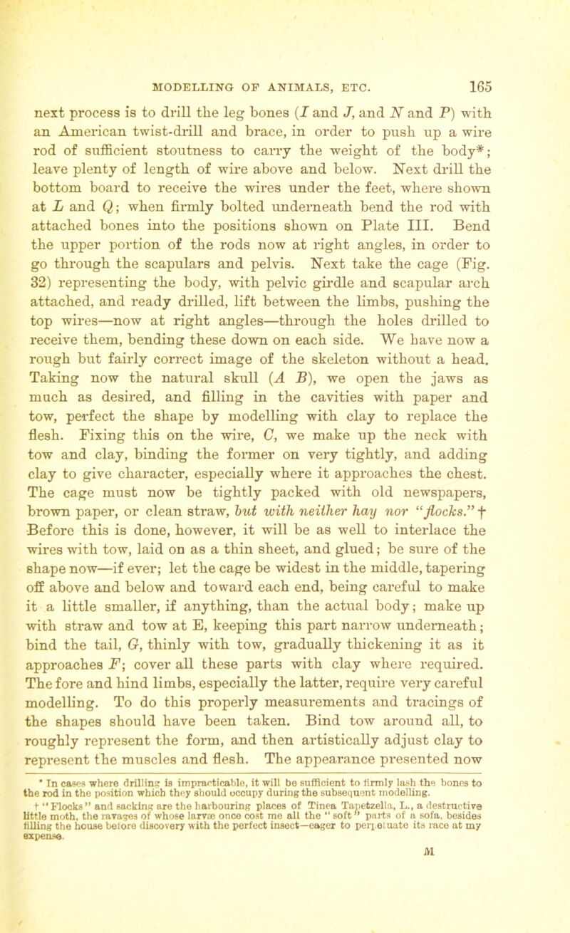 next process is to drill the leg bones (I and J, and N and P) with an American twist-drill and brace, in order to push up a wire rod of sufficient stoutness to carry the weight of the body*; leave plenty of length of wire above and below. Next drill the bottom board to receive the wires under the feet, where shown at L and Q; when firmly bolted underneath bend the rod with attached bones into the positions shown on Plate III. Bend the upper portion of the rods now at right angles, in order to go through the scapulars and pelvis. Next take the cage (Pig. 32) representing the body, with pelvic girdle and scapular arch attached, and ready drilled, lift between the limbs, pushing the top wires—now at right angles—through the holes drilled to receive them, bending these down on each side. We have now a rough but fairly correct image of the skeleton without a head. Taking now the natural skull (A B), we open the jaws as much as desired, and filling in the cavities with paper and tow, perfect the shape by modelling with clay to replace the flesh. Fixing this on the wire, C, we make up the neck with tow and clay, binding the former on very tightly, and adding clay to give character, especially where it approaches the chest. The cage must now be tightly packed with old newspapers, brown paper, or clean straw, but with neither hay nor “flocks.” f Before this is done, however, it will be as well to interlace the wires with tow, laid on as a thin sheet, and glued; be sure of the shape now—if ever; let the cage be widest in the middle, tapering off above and below and toward each end, being careful to make it a little smaller, if anything, than the actual body; make up with straw and tow at B, keeping this part narrow underneath; bind the tail, G, thinly with tow, gradually thickening it as it approaches F; cover all these parts with clay where required. The fore and hind limbs, especially the latter, require very careful modelling. To do this properly measurements and tracings of the shapes should have been taken. Bind tow around all, to roughly represent the form, and then artistically adjust clay to represent the muscles and flesh. The appearance presented now ' In cases where drilling is impracticable, it will be sufficient to firmly lash the bones to the rod in the position which they should occupy during the subsequent modelling. t “Flocks ” and sacking are the harbouring places of Tinea Tanetzella, L., a destructive little moth, the ravages of whose larvae once cost me all the “ soft ” parts of a sofa, besides filling the house before discovery with the perfect insect—eager to perpetuate its race at my expense. M