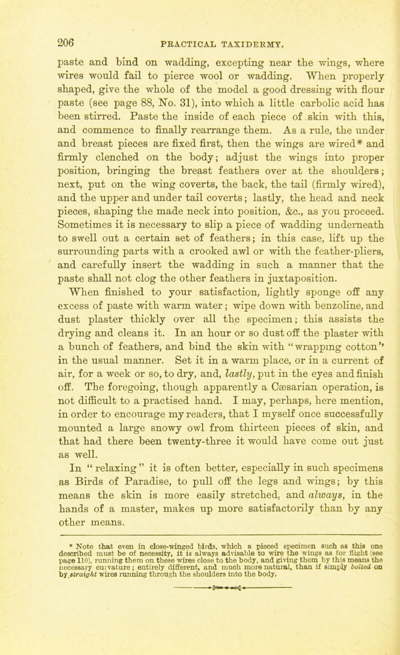 paste and bind on wadding, excepting near tbe wings, where wires would fail to pierce wool or wadding. When properly shaped, give the whole of the model a good dressing with flour paste (see page 88, No. 31), into which a little carbolic acid has been stirred. Paste the inside of each piece of shin with this, and commence to finally rearrange them. As a rule, the under and breast pieces are fixed first, then the wings are wired* and firmly clenched on the body; adjust the wings into proper position, bringing the breast feathers over at the shoulders; next, put on the wing coverts, the back, the tail (firmly wired), and the upper and under tail coverts; lastly, the head and neck pieces, shaping the made neck into position, &c., as you proceed. Sometimes it is necessary to slip a piece of wadding underneath to swell out a certain set of feathers; in this case, lift up the surrounding parts with a crooked awl or with the feather-pliers, and carefully insert the wadding in such a manner that the paste shall not clog the other feathers in juxtaposition. When finished to your satisfaction, lightly sponge off any excess of paste with warm water; wipe down with benzoline, and dust plaster thickly over all the specimen; this assists the drying and cleans it. In an hour or so dust off the plaster with a bunch of feathers, and bind the skin with “wrapping cotton’’ in the usual manner. Set it in a warm place, or in a current of air, for a week or so, to dry, and, lastly, put in the eyes and finish off. The foregoing, though apparently a Caesarian operation, is not difficult to a practised hand. I may, perhaps, here mention, in order to encourage my readers, that I myself once successfully mounted a large snowy owl from thirteen pieces of skin, and that had there been twenty-three it would have come out just as well. In “ relaxing ” it is often better, especially in such specimens as Birds of Paradise, to pull off the legs and wings; by this means the skin is more easily stretched, and always, in the hands of a master, makes up more satisfactorily than by any other means. * Note that even in close-winged birds, which a pieced specimen such as this one described must be of necessity, it is always advisable to wire the wings as for flight (see page 110), running them on these wires close to the body, and giving them by this means the necessary curvature; entirely different, and much more natural, than if simply bolted on by straight wires running through the shoulders into the body. ;■*- ♦ —4