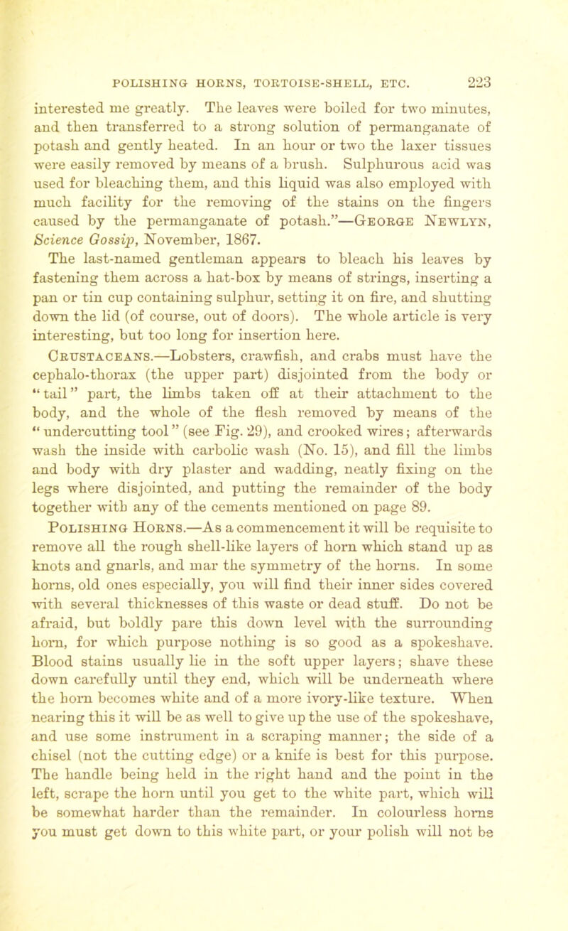 interested me greatly. The leaves were boiled for two minutes, and then transferred to a strong solution of permanganate of potash and gently heated. In an hour or two the laxer tissues were easily removed by means of a brush. Sulphurous acid was used for bleaching them, and this liquid was also employed with much facility for the removing of the stains on the fingers caused by the permanganate of potash.”—George ISTewlyn, Science Gossip, November, 1867. The last-named gentleman appears to bleach his leaves by fastening them across a hat-box by means of strings, inserting a pan or tin cup containing sulphur, setting it on fire, and shutting down the lid (of course, out of doors). The whole article is very interesting, but too long for insertion here. Crustaceans.—Lobsters, crawfish, and crabs must have the cephalo-thorax (the upper part) disjointed from the body or “tail” part, the limbs taken off at their attachment to the body, and the whole of the flesh removed by means of the “ undercutting tool” (see Fig. 29), and crooked wires; afterwards wash the inside with carbolic wash (No. 15), and fill the limbs and body with dry plaster and wadding, neatly fixing on the legs where disjointed, and putting the remainder of the body together with any of the cements mentioned on page 89. Polishing Horns.—As a commencement it will be requisite to remove all the rough shell-like layers of horn which stand up as knots and gnarls, and mar the symmetry of the horns. In some horns, old ones especially, you will find their inner sides covered with several thicknesses of this waste or dead stuff. Do not be afraid, but boldly pare this down level with the surrounding liom, for which purpose nothing is so good as a spokeshave. Blood stains usually He in the soft upper layers; shave these down carefully until they end, which will be underneath where the bom becomes white and of a more ivory-like texture. When nearing this it will be as well to give up the use of the spokeshave, and use some instrument in a scraping manner; the side of a chisel (not the cutting edge) or a knife is best for this purpose. The handle being held in the right hand and the point in the left, scrape the horn until you get to the white part, which will be somewhat harder than the remainder. In colourless horns you must get down to this white part, or your polish will not be