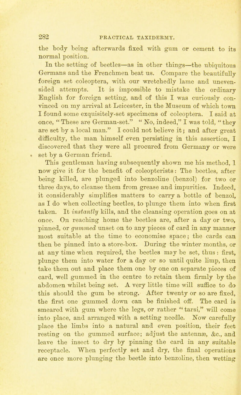 the body being afterwards fixed with gum or cement to its normal position. In the setting of beetles—as in other things—the ubiquitous Germans and the Frenchmen beat us. Compare the beautifully foreign set coleoptera, with our wretchedly lame and uneven- sided attempts. It is impossible to mistake the ordinary English for foreign setting, and of this I was curiously con- vinced on my arrival at Leicester, in the Museum of which town I found some exquisitely-set specimens of coleoptera. I said at once, “ These are German-set.” “ No, indeed,” I was told, “ they are set by a local man.” I could not believe it; and after great difficulty, the man himself even persisting in this assertion, I discovered that they were all procured from Germany or were set by a German friend. This gentleman having subsequently shown me his method, 1 now give it for the benefit of coleopterists: The beetles, after being killed, are plunged into benzoline (benzol) for two or three days, to cleanse them from grease and impurities. Indeed, it considerably simplifies matters to carry a bottle of benzol, as I do when collecting beetles, to plunge them into when first taken. It instantly kills, and the cleansing operation goes on at once. On reaching home the beetles are, after a day or two, pinned, or gummed unset on to any pieces of card in any manner most suitable at the time to economise space; the cards can then be pinned into a store-box. During the winter months, or at any time when required, the beetles may be set, thus : first, plunge them into water for a day or so until quite limp, then take them out and place them one by one on separate pieces of card, well gummed in the centre to retain them firmly by the abdomen whilst being set. A very little time will suffice to do this should the gum be strong. After twenty or so are fixed, the first one gummed down can be finished off. The card is smeared with gum where the legs, or rather “ tarsi,” will come into place, and arranged with a setting needle. Now carefully place the limbs into a natural and even position, their feet resting on the gummed surface; adjust the antennas, &c., and leave the insect to di-y by pinning the card in any suitable receptacle. When perfectly set and dry, the final operations are once more plunging the beetle into benzoline, then wetting