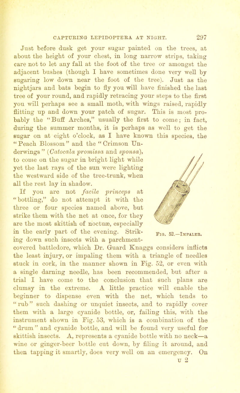 Just before dusk get your sugar painted on the trees, at about the height of your chest, in long narrow strips, taking care not to let any fall at the foot of the tree or amongst the adjacent bushes (though I have sometimes done very well by sugaring low down near the foot of the tree). Just as the nightjars and bats begin to fly you will have finished the last tree of your round, and rapidly retracing your steps to the first you will perhaps see a small moth, with wings raised, rapidly flitting up and down your patch of sugar. This is most pro- bably the “ Buffi Arches,” usually the first to come; in fact, during the summer months, it is perhaps as well to get the sugar on at eight o’clock, as I have known this species, the “ Peach Blossom ” and the “ Crimson Un- derwings ” (Catocala promissci and sponsa), to couie on the sugar in bright light while yet the last rays of the sun were lighting the westward side of the tree-trunk, when all the rest lay in shadow. If you are not facile princeps at “bottling,” do not attempt it with the three or four species named above, but strike them with the net at once, for they are the most skittish of noctuse, especially in the early part of the evening. Strik- ing down such insects with a parchment- covered battledore, which Dr. Guard Knaggs considers inflicts the least injury, or impaling them with a triangle of needles stuck in cork, in the manner shown in Fig. 52, or even with a single darning needle, has been recommended, but after a trial I have come to the conclusion that such plans are clumsy in the extreme. A little practice will enable the beginner to dispense even with the net, which tends to “ rub ” such dashing or unquiet insects, and to rapidly cover them with a large cyanide bottle, or, failing this, with the instrument shown in Fig. 53, which is a combination of the “ drum ” and cyanide bottle, and will be found very useful for skittish insects. A, represents a cyanide bottle with no neck—a wine or ginger-beer bottle cut down, by filing it around, and then tapping it smartly, does very well on an emergency. On