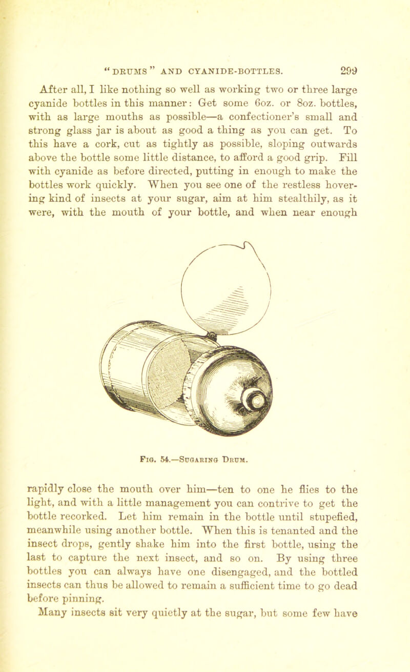 After all, I like nothing so well as working two or three large cyanide bottles in this manner: Get some 6oz. or 8oz. bottles, with as large mouths as possible—a confectioner’s small and strong glass jar is about as good a thing as you can get. To this have a cork, cut as tightly as possible, sloping outwards above the bottle some little distance, to afford a good grip. Fill with cyanide as before directed, putting in enough to make the bottles work quickly. When you see one of the restless hover- ing kind of insects at your sugar, aim at him stealthily, as it were, with the mouth of your bottle, and when near enough Fig. 54.—Sugaring Drum. rapidly close the mouth over him—ten to one he flies to the light, and with a little management you can contrive to get the bottle recorked. Let him remain in the bottle until stupefied, meanwhile using another bottle. When this is tenanted and the insect drops, gently shake him into the first bottle, using the last to capture the next insect, and so on. By using three bottles you can always have one disengaged, and the bottled insects can thus be allowed to remain a sufficient time to go dead befoi'e pinning. Many insects sit very quietly at the sugar, but some few have