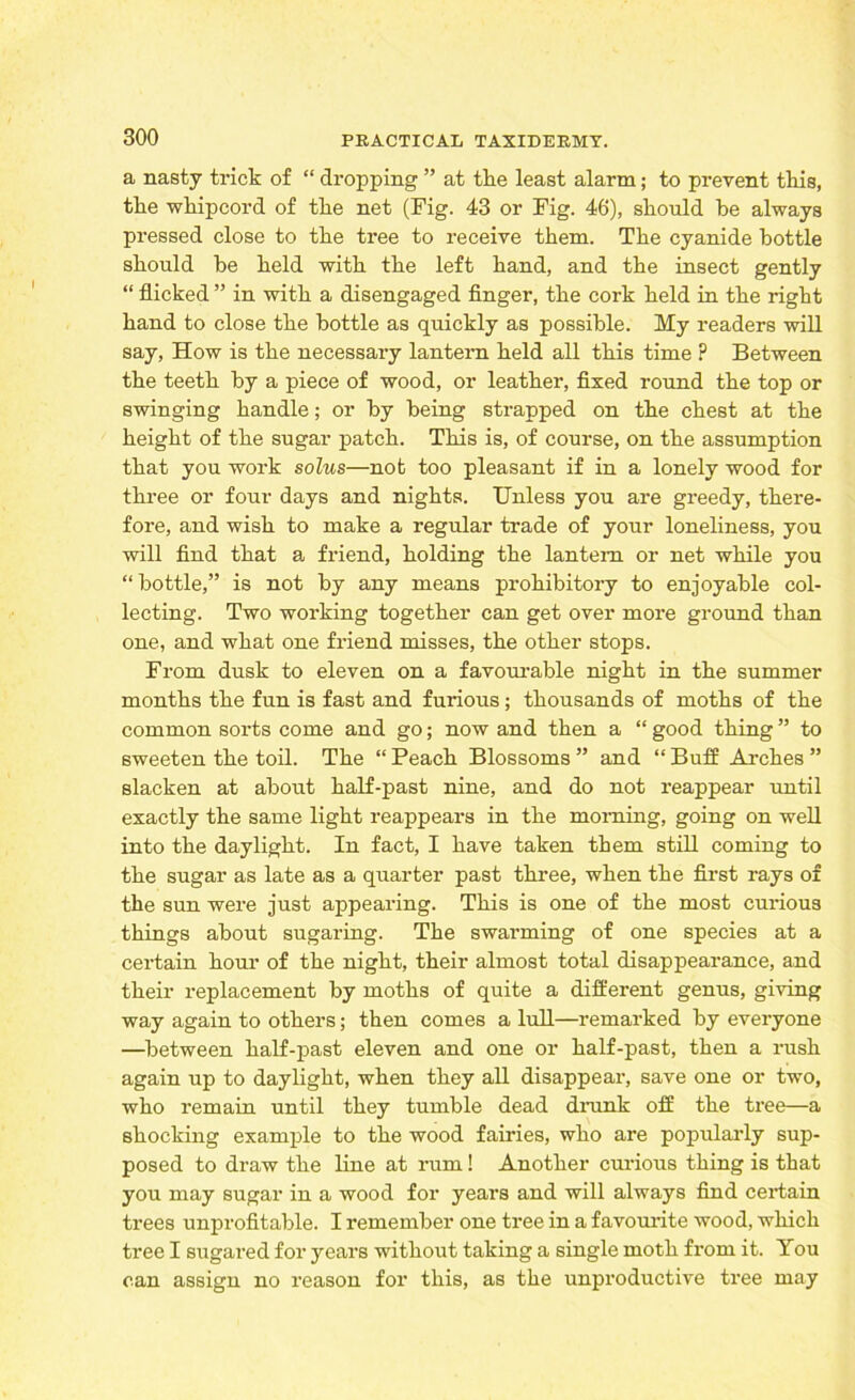 a nasty trick of “ dropping ” at the least alarm; to prevent this, the whipcord of the net (Fig. 43 or Fig. 46), should be always pressed close to the tree to receive them. The cyanide bottle should be held with the left hand, and the insect gently “ flicked ” in with a disengaged finger, the cork held in the right hand to close the bottle as quickly as possible. My readers will say, How is the necessary lantern held all this time ? Between the teeth by a piece of wood, or leather, fixed round the top or swinging handle; or by being strapped on the chest at the height of the sugar patch. This is, of course, on the assumption that you work solus—not too pleasant if in a lonely wood for three or four days and nights. Unless you are greedy, there- fore, and wish to make a regular trade of your loneliness, you will find that a friend, holding the lantern or net while you “bottle,” is not by any means prohibitory to enjoyable col- lecting. Two working together can get over more ground than one, and what one friend misses, the other stops. From dusk to eleven on a favourable night in the summer months the fun is fast and furious; thousands of moths of the common sorts come and go; now and then a “ good thing ” to sweeten the toil. The “ Peach Blossoms ” and “ Buff Arches ” slacken at about half-past nine, and do not reappear until exactly the same light reappears in the morning, going on well into the daylight. In fact, I have taken them still coming to the sugar as late as a quarter past three, when the first rays of the sun were just appearing. This is one of the most curious things about sugaring. The swarming of one species at a certain hour of the night, their almost total disappearance, and their replacement by moths of quite a different genus, giving way again to others; then comes a lull—remarked by everyone —between half-past eleven and one or half-past, then a rush again up to daylight, when they all disappear, save one or two, who remain until they tumble dead drunk off the tree—a shocking example to the wood fairies, who are popularly sup- posed to draw the line at rum! Another curious thing is that you may sugar in a wood for years and will always find certain trees unprofitable. I remember one tree in a favourite wood, which tree I sugared for years without taking a single moth from it. You can assign no reason for this, as the unproductive tree may