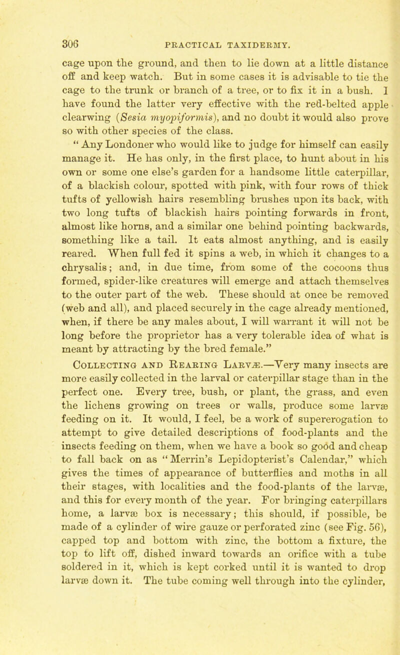 cage upon tlie ground, and then to lie down at a little distance off and keep watch. But in some cases it is advisable to tie the cage to the trunk or branch of a tree, or to fix it in a bush. I have found the latter very effective with the red-belted apple clearwing (Sesia myopiformis), and no doubt it would also prove so with other species of the class. “ Any Londoner who would like to judge for himself can easily manage it. He has only, in the first place, to hunt about in his own or some one else’s garden for a handsome little caterpillar, of a blackish colour, spotted with pink, with four rows of thick tufts of yellowish hairs resembling brashes upon its back, with two long tufts of blackish hairs pointing forwards in front, almost like horns, and a similar one behind pointing backwards, something like a tail. It eats almost anything, and is easily reared. When full fed it spins a web, in which it changes to a chrysalis; and, in due time, from some of the cocoons thus formed, spider-like creatures will emerge and attach themselves to the outer part of the web. These should at once be removed (web and all), and placed securely in the cage already mentioned, when, if there be any males about, I will warrant it will not be long before the proprietor has a very tolerable idea of what is meant by attracting by the bred female.” Collecting and Rearing Larv.*.—Yery many insects are more easily collected in the larval or caterpillar stage than in the perfect one. Every tree, bush, or plant, the grass, and even the lichens growing on trees or walls, produce some larvae feeding on it. It would, I feel, be a work of supererogation to attempt to give detailed descriptions of food-plants and the insects feeding on them, when we have a book so good and cheap to fall back on as “ Merrin’s Lepidopterist’s Calendar,” which gives the times of appearance of butterflies and moths in all their stages, with localities and the food-plants of the larvae, and this for every month of the year. For bringing caterpillars home, a larva; box is necessary; this should, if possible, be made of a cylinder of wire gauze or perforated zinc (see Fig. 56), capped top and bottom with zinc, the bottom a fixture, the top to lift off, dished inward towards an orifice with a tube soldered in it, which is kept corked until it is wanted to drop larvae down it. The tube coming well through into the cylinder,