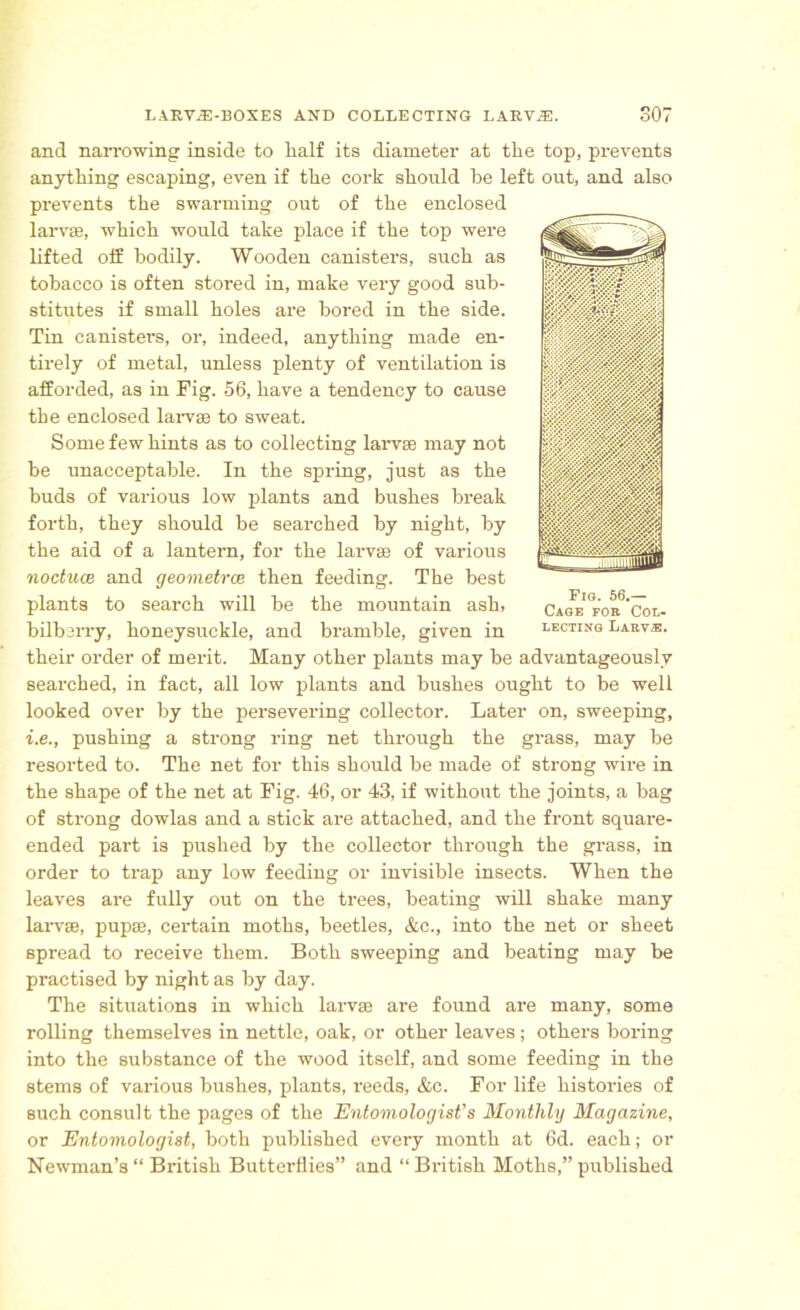 mm % % l if m. m IPKMNI Fig. 56.— Cage for Col- lecting Larv®. and narrowing inside to laalf its diameter at the top, prevents anything escaping, even if the cork should be left out, and also prevents the swarming out of the enclosed larvae, which would take place if the top were lifted oif bodily. Wooden canisters, such as tobacco is often stored in, make very good sub- stitutes if small holes are bored in the side. Tin canisters, or, indeed, anything made en- tirely of metal, unless plenty of ventilation is afforded, as in Fig. 56, have a tendency to cause the enclosed larvae to sweat. Some few hints as to collecting larvae may not be unacceptable. In the spring, just as the buds of various low plants and bushes break forth, they should be searched by night, by the aid of a lantern, for the larvae of various noctuce and geometrce then feeding. The best plants to search will be the mountain ash, bilberry, honeysuckle, and bramble, given in their order of merit. Many other plants may be advantageously searched, in fact, all low plants and bushes ought to be well looked over by the persevering collector. Later on, sweeping, i.e., pushing a strong ring net through the grass, may be resorted to. The net for this should be made of strong wire in the shape of the net at Fig. 46, or 43, if without the joints, a bag of strong dowlas and a stick are attached, and the front square- ended part is pushed by the collector through the grass, in order to trap any low feeding or invisible insects. When the leaves are fully out on the trees, beating will shake many larvae, pupae, certain moths, beetles, &c., into the net or sheet spread to receive them. Both sweeping and beating may be practised by night as by day. The situations in which larvae are found are many, some rolling themselves in nettle, oak, or other leaves; others boring into the substance of the wood itself, and some feeding in the stems of various bushes, plants, reeds, &c. For life histories of such consult the pages of the Entomologist’s Monthly Magazine, or Entomologist, both published every month at 6d. each; or Newman’s “ British Butterflies” and “ British Moths,” published
