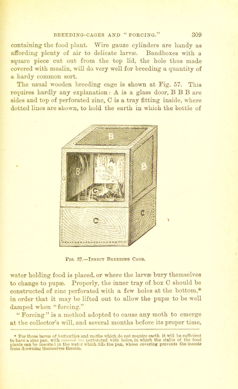 containing the food plant. Wire gauze cylinders are handy as affording plenty of air to delicate larvae. Bandboxes with a square piece cut out from the top lid, the hole thus made covered with muslin, will do very well for breeding a quantity of a hardy common sort. The usual wooden breeding cage is shown at Fig. 57. This requires hardly any explanation: A is a glass door, B B B are sides and top of perforated zinc, 0 is a tray fitting inside, where dotted lines are shown, to hold the earth in which the bottle of water holding food is placed, or where the larvae bury themselves to change to pupae. Properly, the inner tray of box 0 should be constructed of zinc perforated with a few holes at the bottom,* in order that it may be lifted out to allow the pupae to be well damped when “ forcing.” “ Forcing ” is a method adopted to cause any moth to emerge at the collector’s will, and several months before its proper time, * For those larvae of butterflies and moths which do not require earth it will be sufficient to have a zinc pan, with wvKrvd ton perforated with holes, in which the stales of the food plants can be mserte 1 in the wat; r which tills the pan, whose covering prevents the insects from drowning themselves therein.