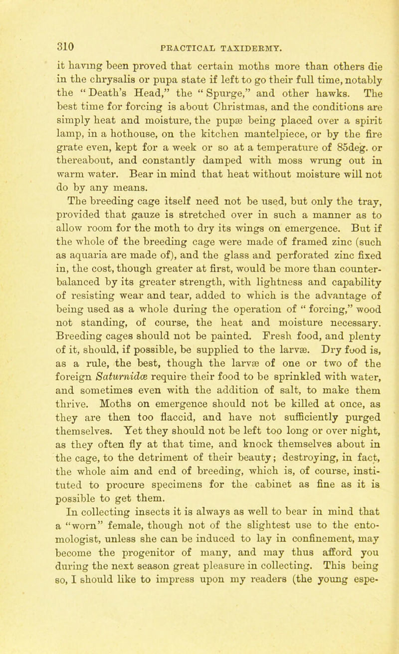 it having been proved that certain moths more than others die in the chrysalis or pupa state if left to go their full time, notably the “ Death’s Head,” the “ Spurge,” and other hawks. The best time for forcing is about Christmas, and the conditions are simply heat and moistui'e, the pupae being placed over a spirit lamp, in a hothouse, on the kitchen mantelpiece, or by the fire grate even, kept for a week or so at a temperature of 85deg. or thereabout, and constantly damped with moss wrung out in warm water. Bear in mind that heat without moisture will not do by any means. The breeding cage itself need not be used, but only the tray, provided that gauze is stretched over in such a manner as to allow room for the moth to dry its wings on emergence. But if the whole of the breeding cage were made of framed zinc (such as aquaria are made of), and the glass and perforated zinc fixed in, the cost, though greater at first, would be more than counter- balanced by its greater strength, with lightness and capability of resisting wear and tear, added to which is the advantage of being used as a whole during the operation of “ forcing,” wood not standing, of course, the heat and moisture necessary. Breeding cages should not be painted. Fresh food, and plenty of it, should, if possible, be supplied to the larvae. Dry food is, as a rule, the best, though the larvae of one or two of the foreign Sciturnidce require their food to be sprinkled with water, and sometimes even with the addition of salt, to make them thrive. Moths on emergence should not be killed at once, as they are then too flaccid, and have not sufficiently purged themselves. Yet they should not be left too long or over night, as they often fly at that time, and knock themselves about in the cage, to the detriment of their beauty; destroying, in fact, the whole aim and end of breeding, which is, of course, insti- tuted to procure specimens for the cabinet as fine as it is possible to get them. In collecting insects it is always as well to bear in mind that a “worn” female, though not of the slightest use to the ento- mologist, unless she can be induced to lay in confinement, may become the progenitor of many, and may thus afford you during the next season great pleasure in collecting. This being so, I should like to impress upon my readers (the young espe-