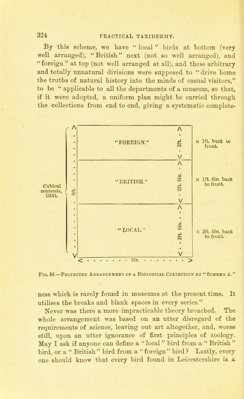 By this scheme, we have “ local ” birds at bottom (very well arranged), “ British ” next (not so well arranged), and “ foreign ” at top (not well arranged at all), and these arbitrary and totally unnatural divisions were supposed to “ drive home the truths of natural history into the minds of casual visitors,” to be “ applicable to all the departments of a museum, so that, if it were adopted, a uniform plan might be carried through the collections from end to end, giving a systematic complete- x 1ft. back to front. X 1ft. 6in. back to front. x 2ft. 6in. back to front. Fig. 58.—Projected Arrangement of a Biological Collection bl “ Scheme A. ness which is rarely found in museums at the present time. It utilises the breaks and blank spaces in every series.” Never was there a more impracticable theory broached. The whole arrangement was based on an utter disregard of the requirements of science, leaving out art altogether, and, worse still, upon an utter ignorance of first principles of zoology. May I ask if anyone can define a “ local ” bird from a “ British ” bird, or a “ British ” bird from a “ foreign” bird ? Lastly, every one should know that every bird found in Leicestershire is a