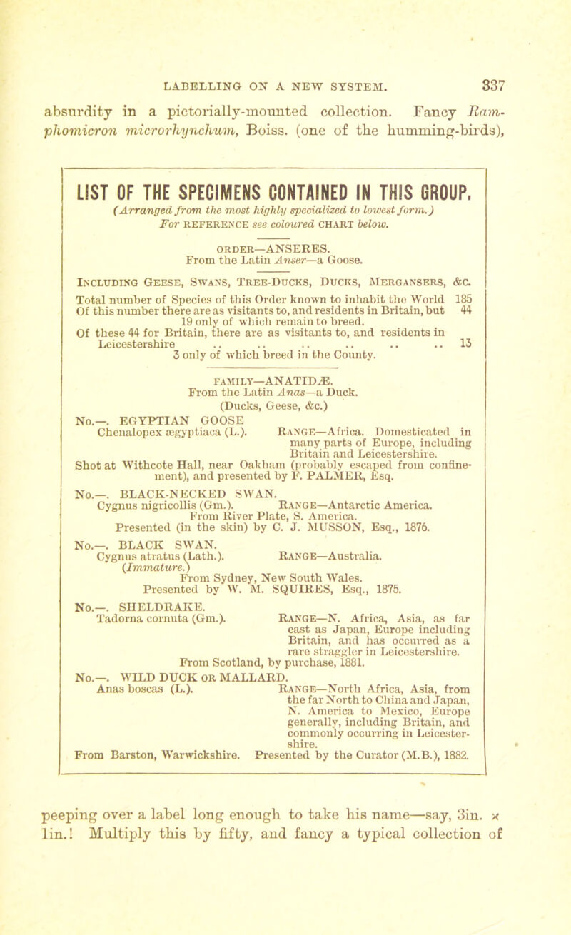 absurdity in a pictorially-mounted collection. Fancy 1lam- phomicron microrhynchuin, Boiss. (one of the humming-birds), LIST OF THE SPECIMENS CONTAINED IN THIS GROUP. (Arranged from the most highly specialized to lowest form.) For reference see coloured chart below. 0 rder—AN SERES. From the Latin Anser—a Goose. Including Geese, Swans, Tree-Ducks, Ducks, Mergansers, &c. Total number of Species of this Order known to inhabit the World 185 Of this number there are as visitants to, and residents in Britain, but 44 19 only of which remain to breed. Of these 44 for Britain, there are as visitants to, and residents in Leicestershire .. .. .. .. .. .. 13 3 only of which breed in the County. FAMILY—AN ATIDA3. From the Latin Anas—a Duck. (Ducks, Geese, &c.) No.—. EGYFTIAN GOOSE Chenalopex asgyptiaca (L.). Range—Africa. Domesticated in many parts of Europe, including Britain and Leicestershire. Shot at Withcote Hall, near Oakham (probably escaped from confine- ment), and presented by F. PALMER, Esq. No.—. BLACK-NECKED SWAN. Cygnus nigricollis (Gm.). Range—Antarctic America. From River Plate, S. America. Presented (in the skin) by C. J. MUSSON, Esq., 1876. No.—. BLACK SWAN. Cygnus atratus (Lath.). Range—Australia. (Immature?) From Sydney, New South Wales. Presented by W. M. SQUIRES, Esq., 1875. No.—. SHELDRAKE. Tadorna cornuta (Gm.). Range—N. Africa, Asia, as far east as Japan, Europe including Britain, and has occurred as a rare straggler in Leicestershire. From Scotland, by purchase, 1881. No.—. WILD DUCK or MALLARD. Anas boscas (L.). Range—North Africa, Asia, from the far North to China and Japan, N. America to Mexico, Europe generally, including Britain, and commonly occurring in Leicester- shire. From Barston, Warwickshire. Presented by the Curator (M.B.), 1882. peeping over a label long enough to take his name—say, 3in. x lin.! Multiply this by fifty, and fancy a typical collection of